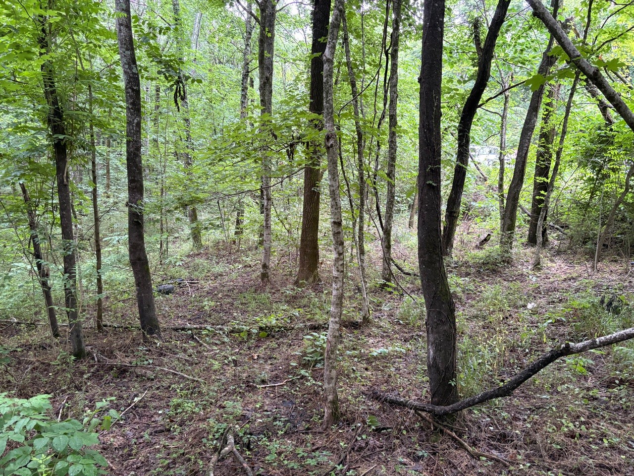 0 Ivy Hollow Rd Property Photo 3