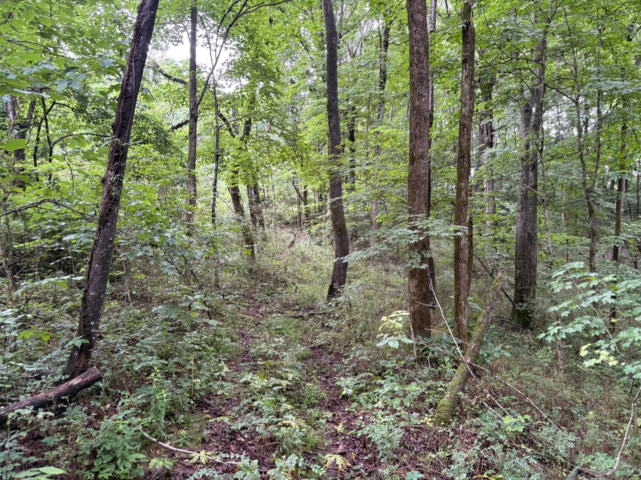 0 Ivy Hollow Rd Property Photo 4