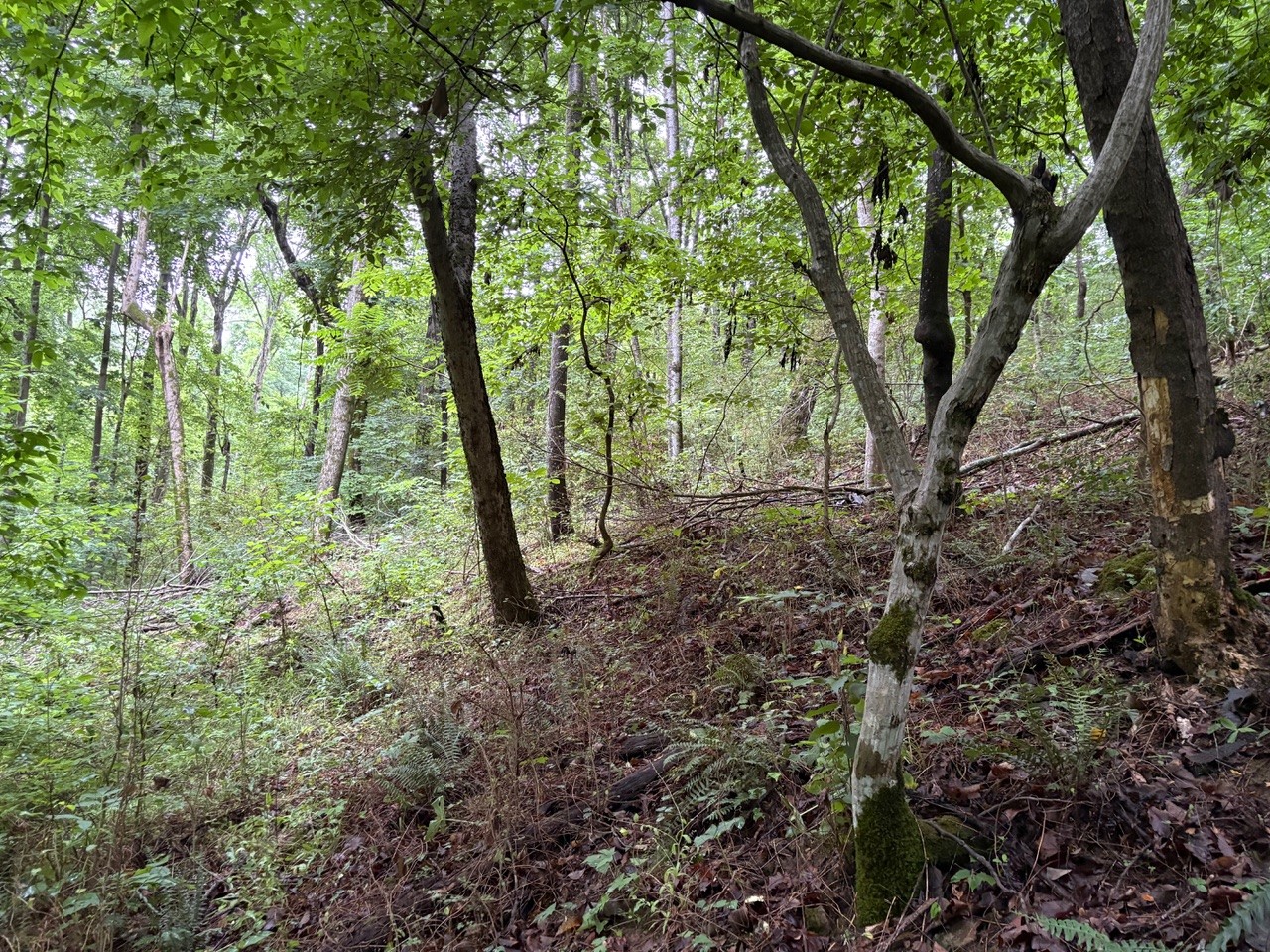 0 Ivy Hollow Rd Property Photo 5