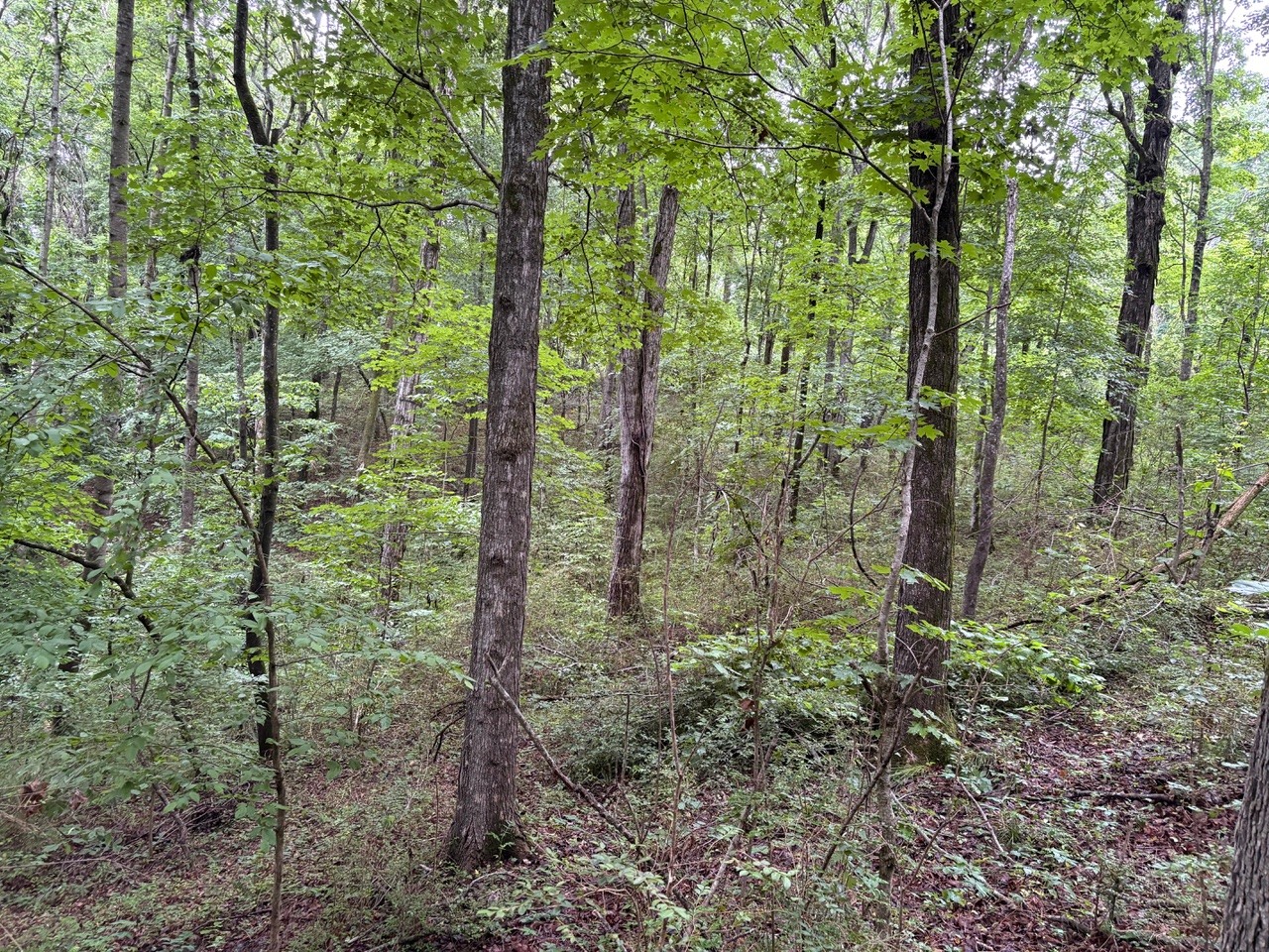 0 Ivy Hollow Rd Property Photo 6