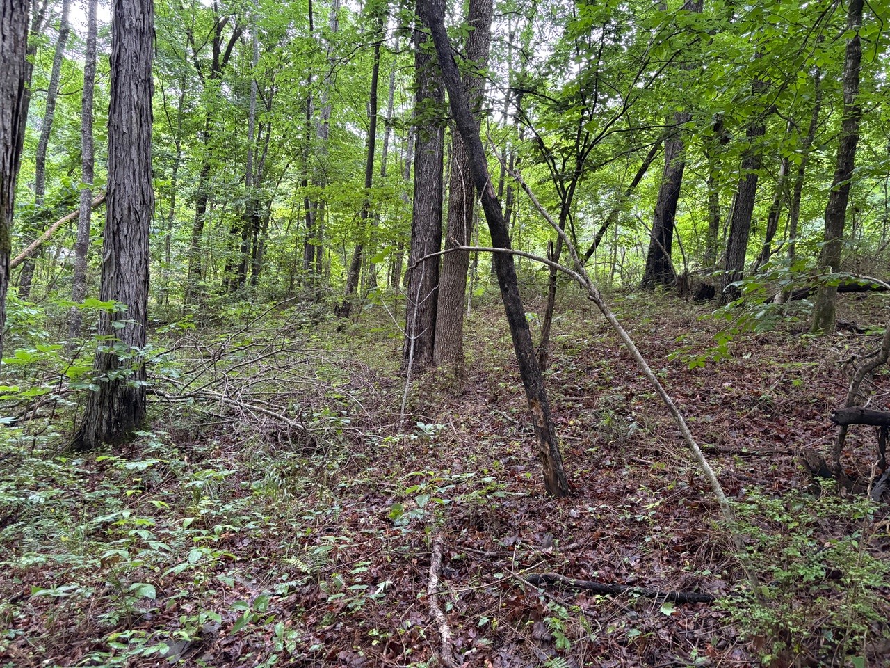 0 Ivy Hollow Rd Property Photo 7