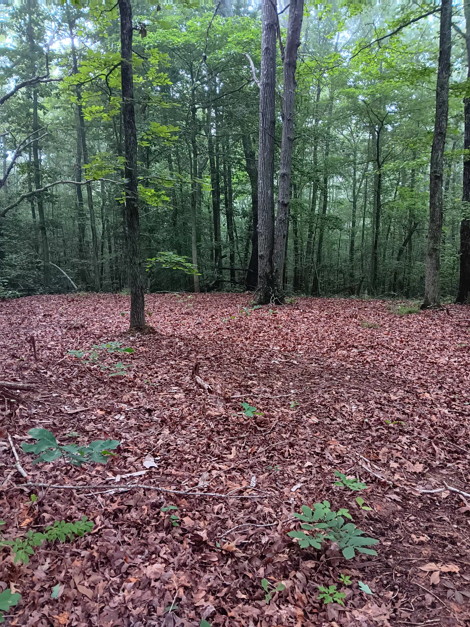 0 Logger Lane