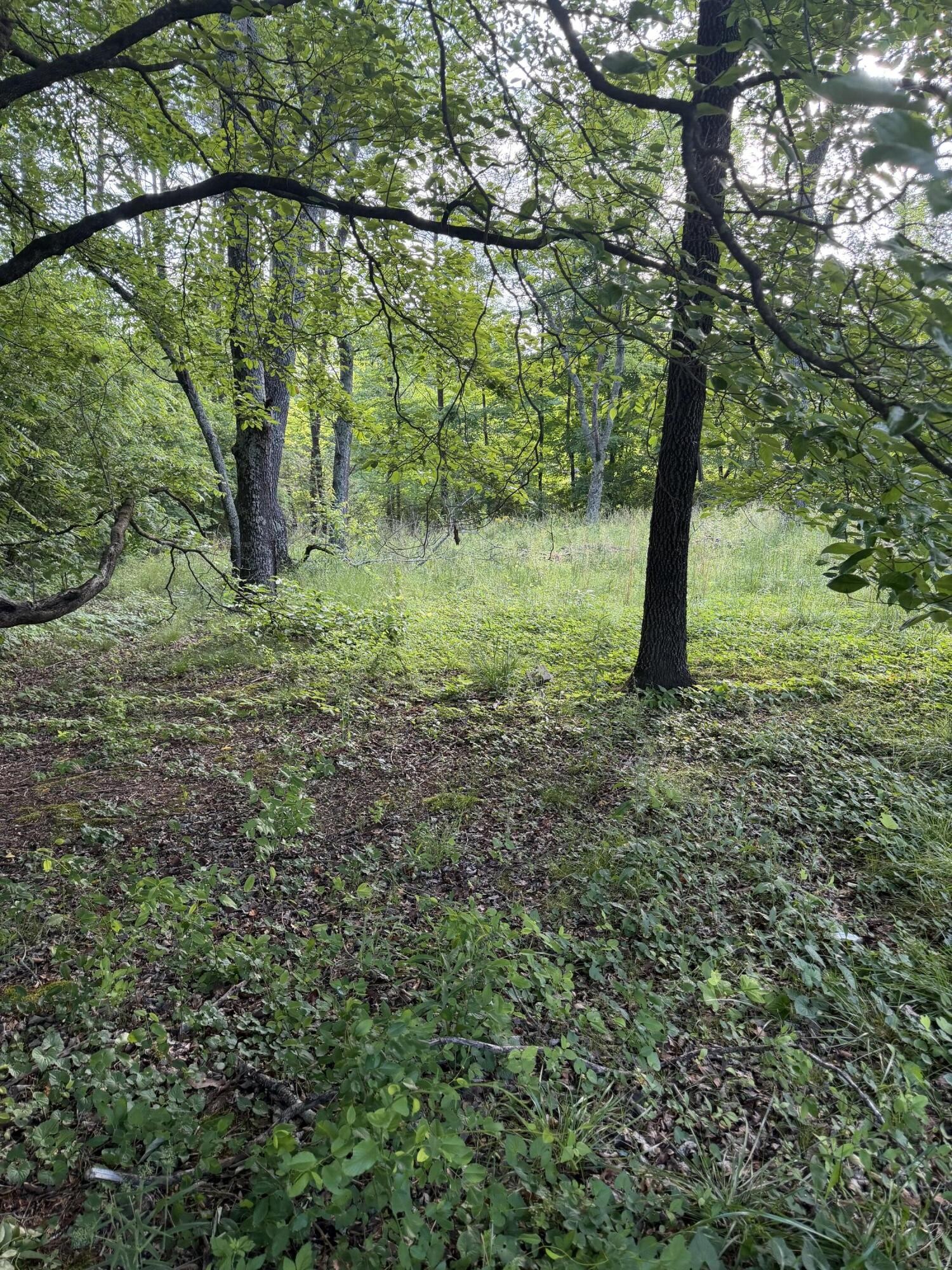 86 Hidden Hills Drive Property Photo 6