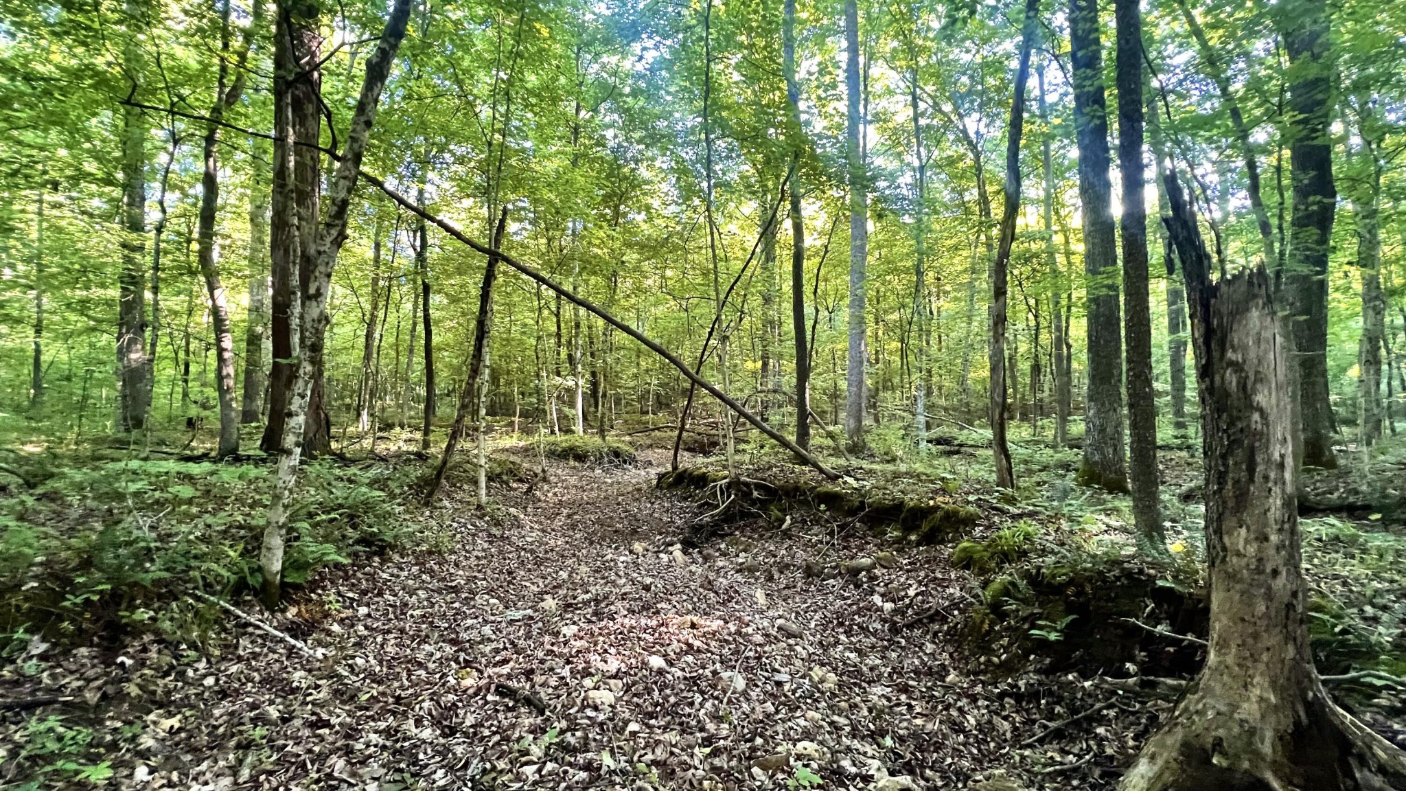 7 Mile Ridge Road Property Photo 21