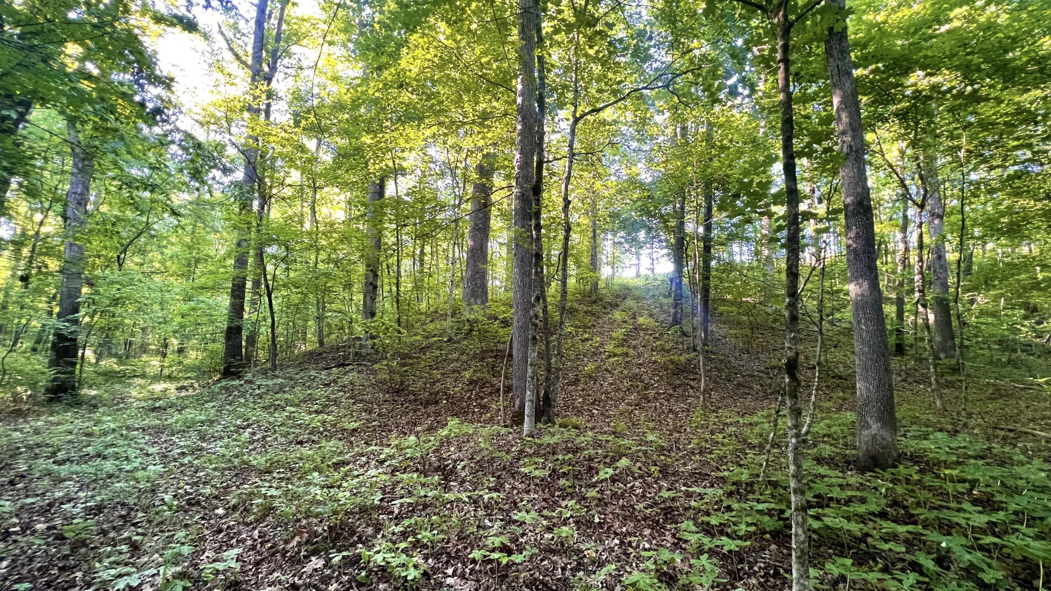 7 Mile Ridge Road Property Photo 22