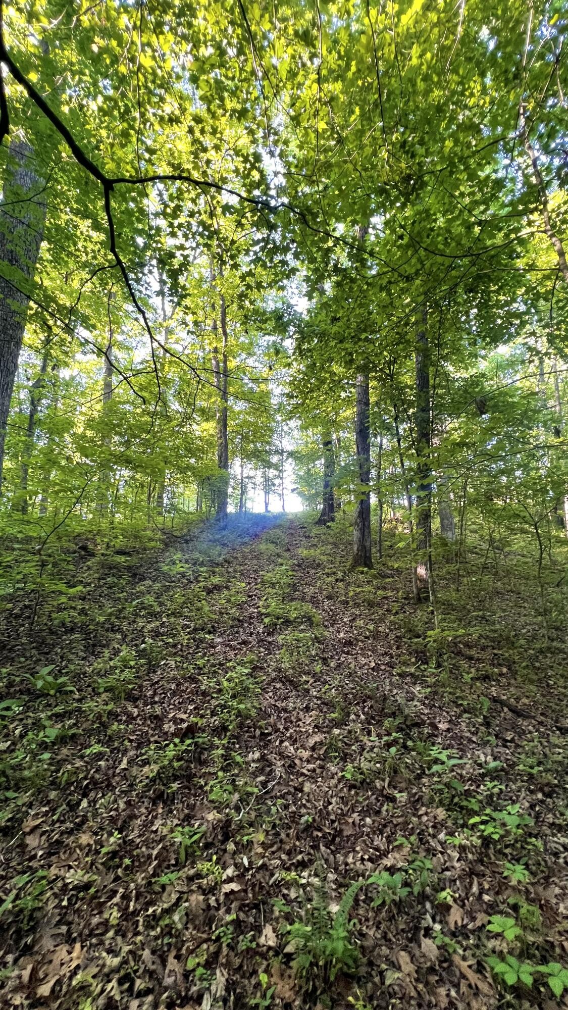 7 Mile Ridge Road Property Photo 23