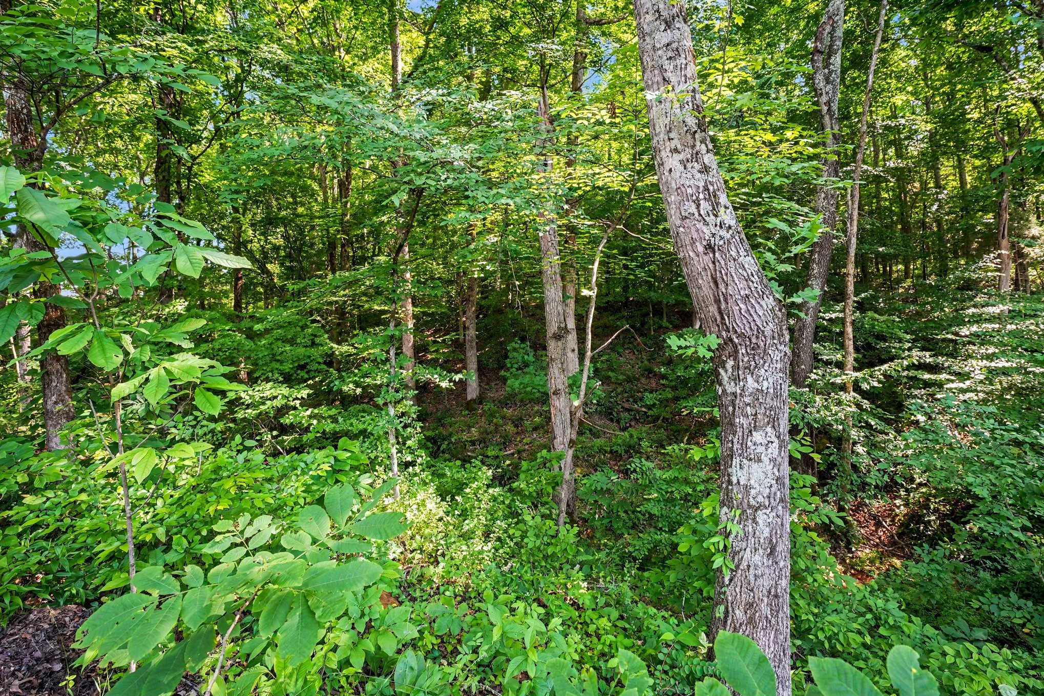 1222 Rooster Ridge Property Photo 24