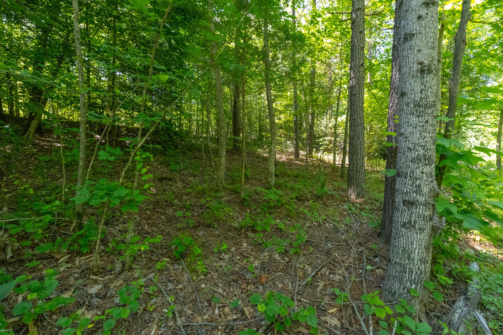0 White Oak Rd Property Photo 4
