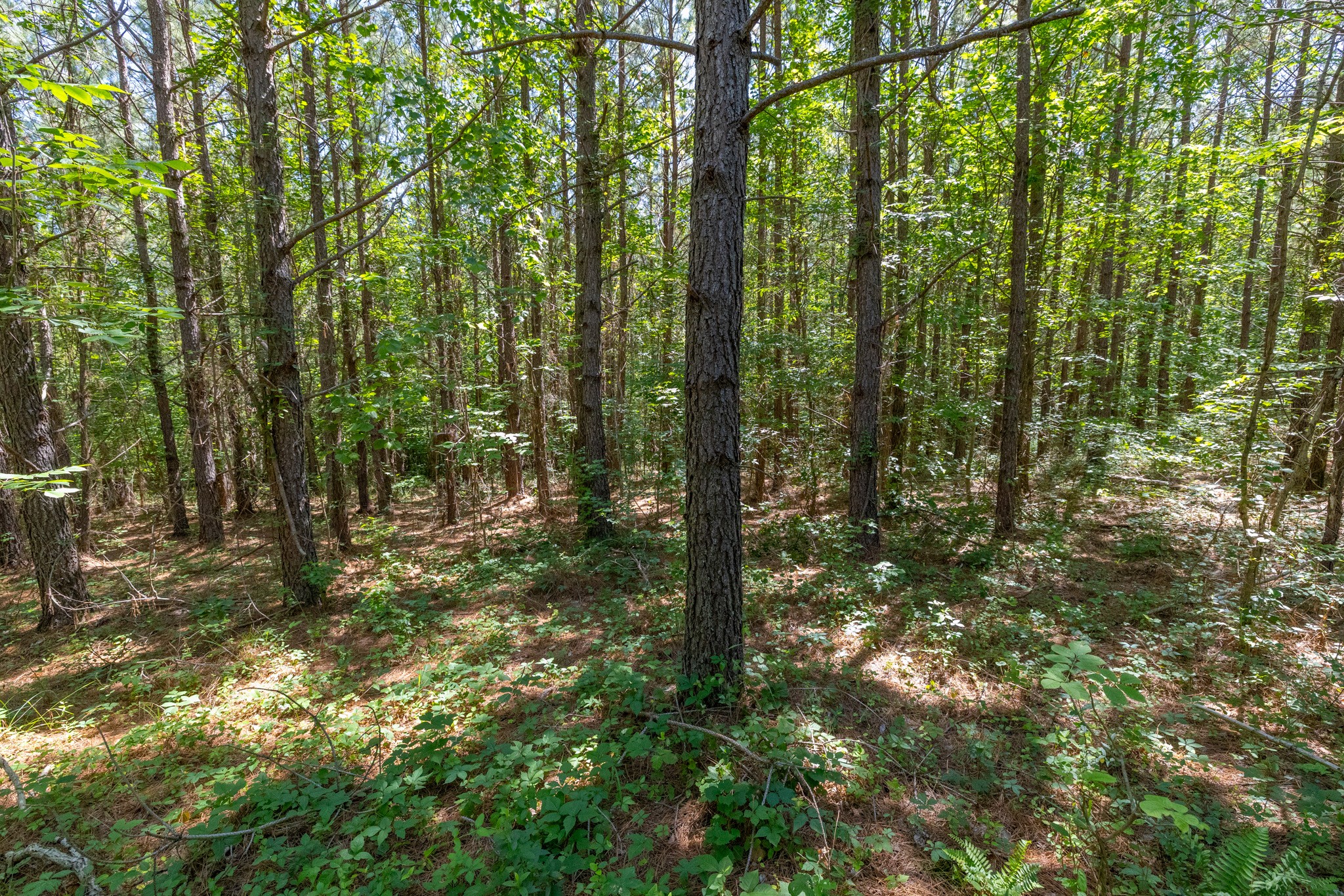 0 White Oak Rd Property Photo 5