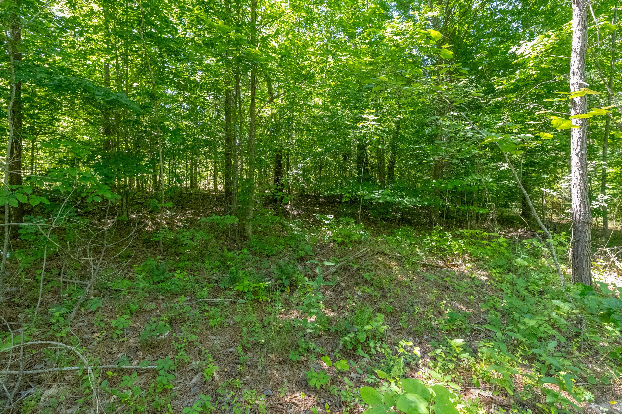 0 White Oak Rd Property Photo 9