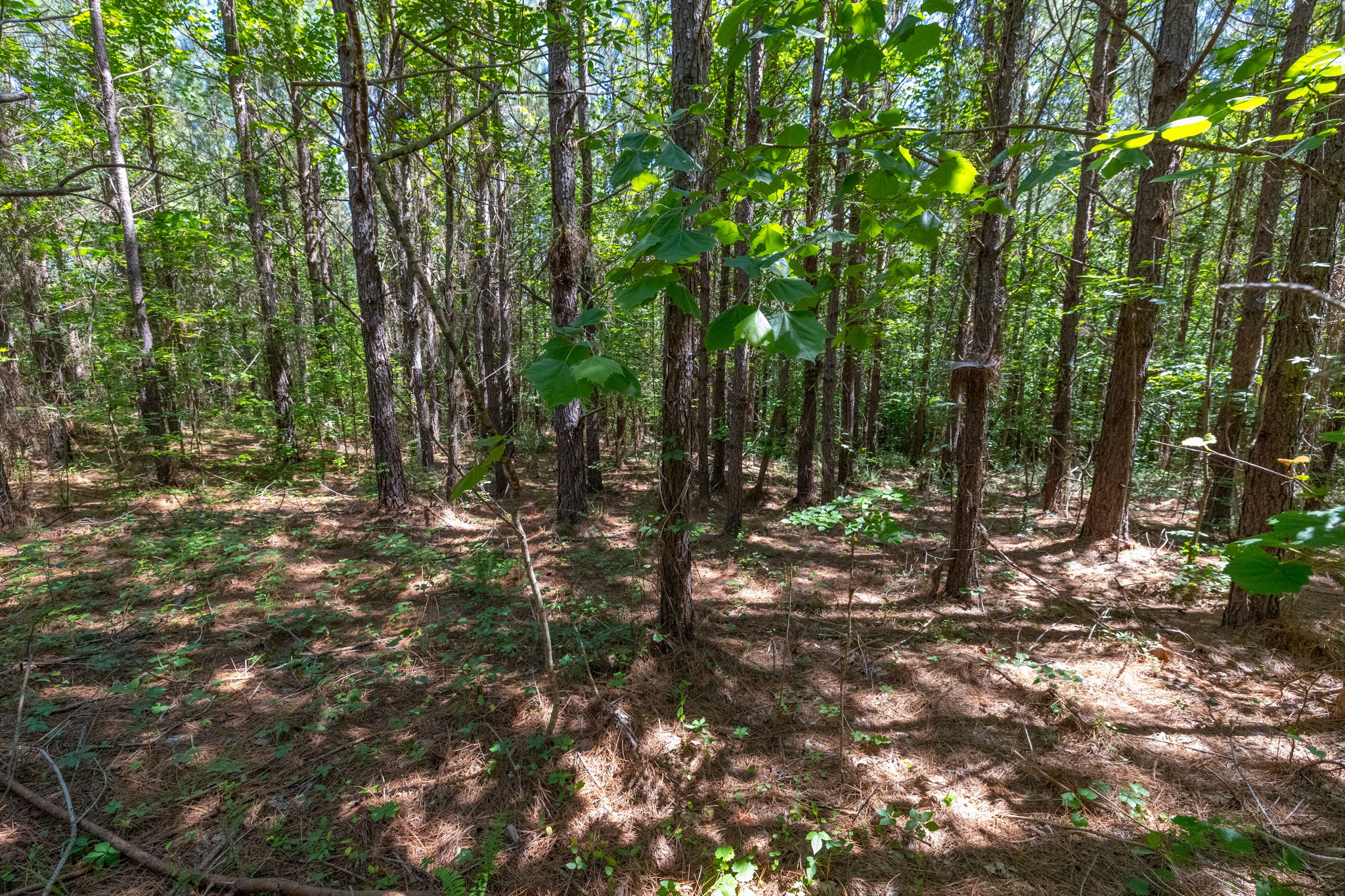 0 White Oak Rd Property Photo 17