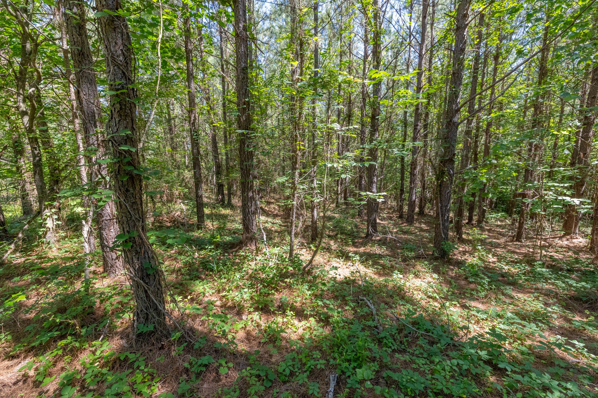 0 White Oak Rd Property Photo 18