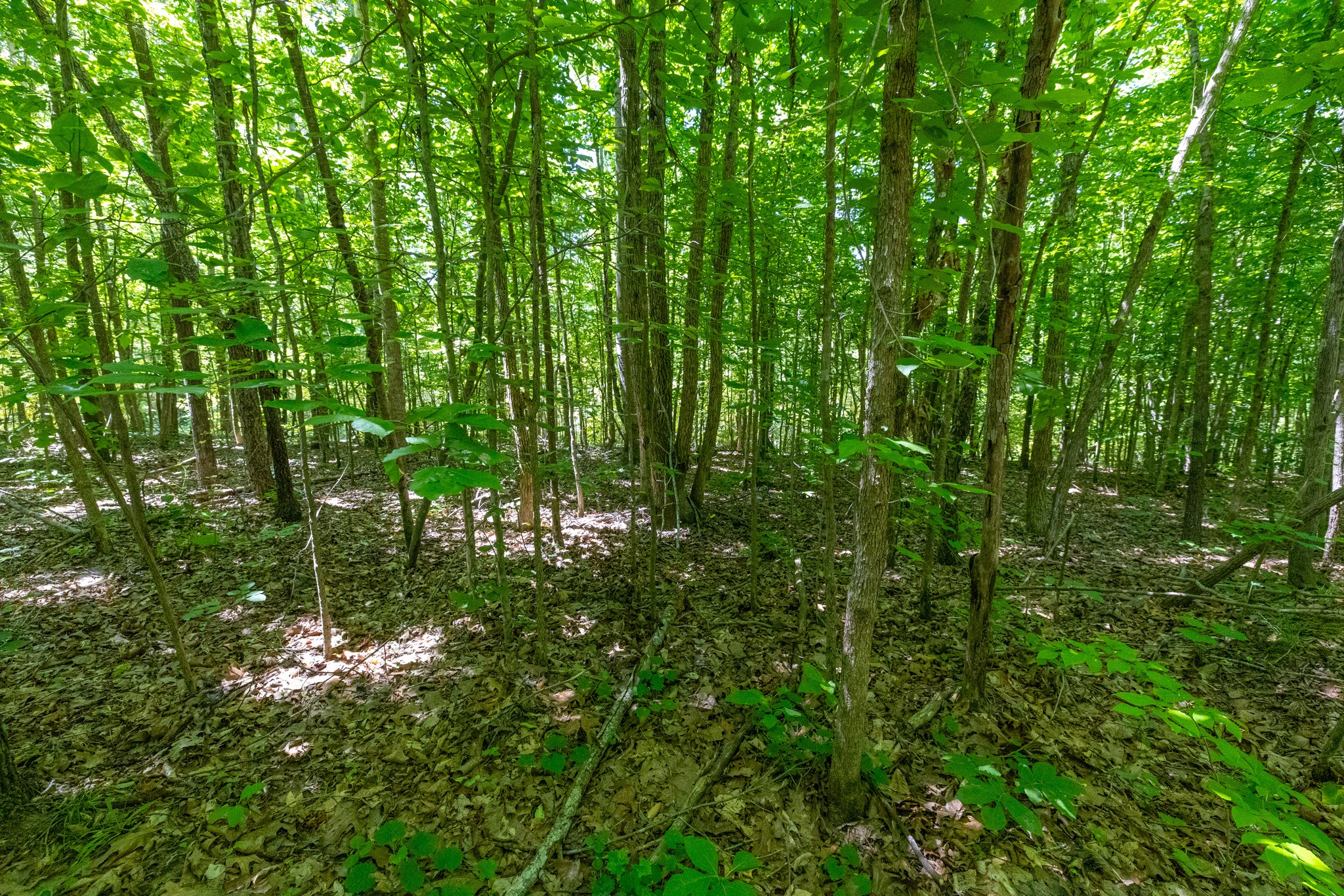 0 White Oak Rd Property Photo 23