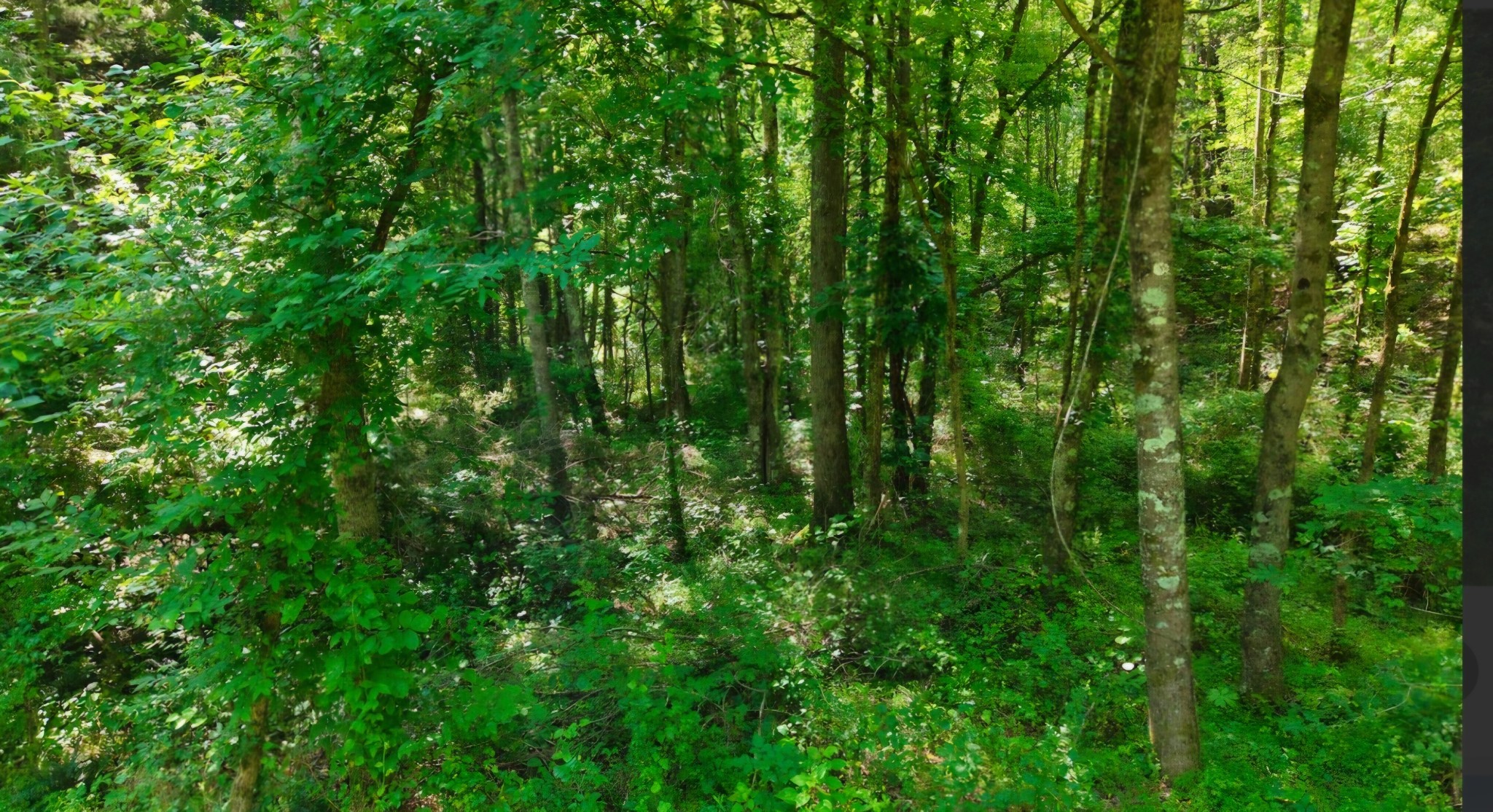 0 Beech Ridge Rd Property Photo 8
