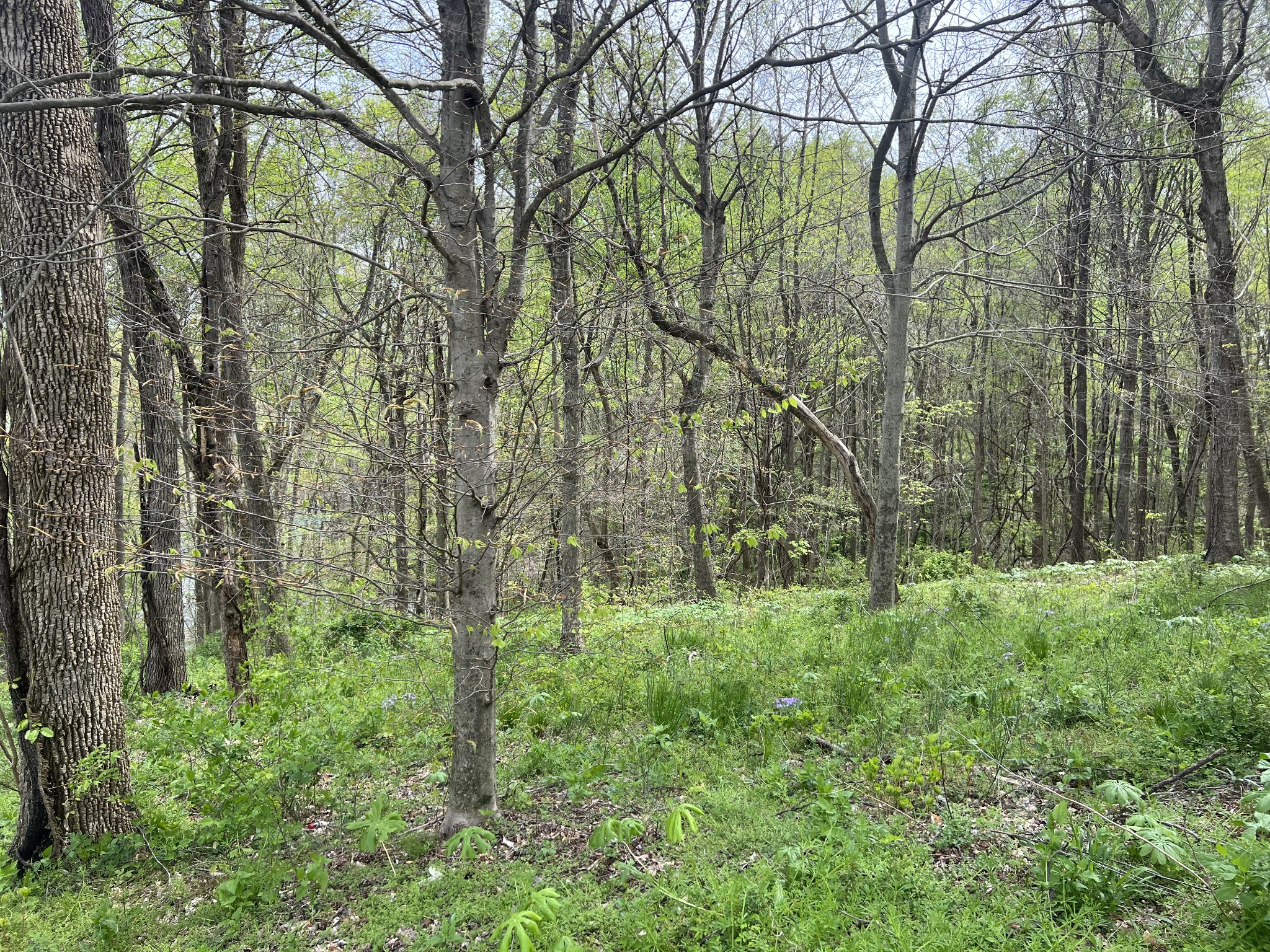 200 Lake Ridge Rd Property Photo 6
