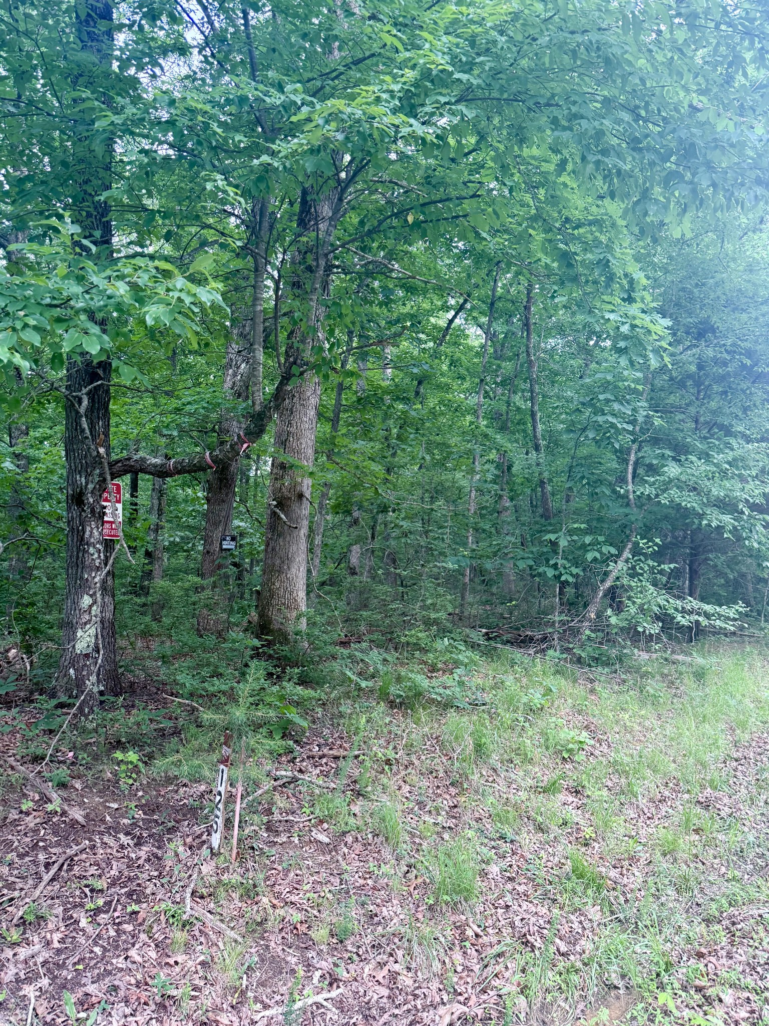 0 Deep Woods Road Property Photo 4