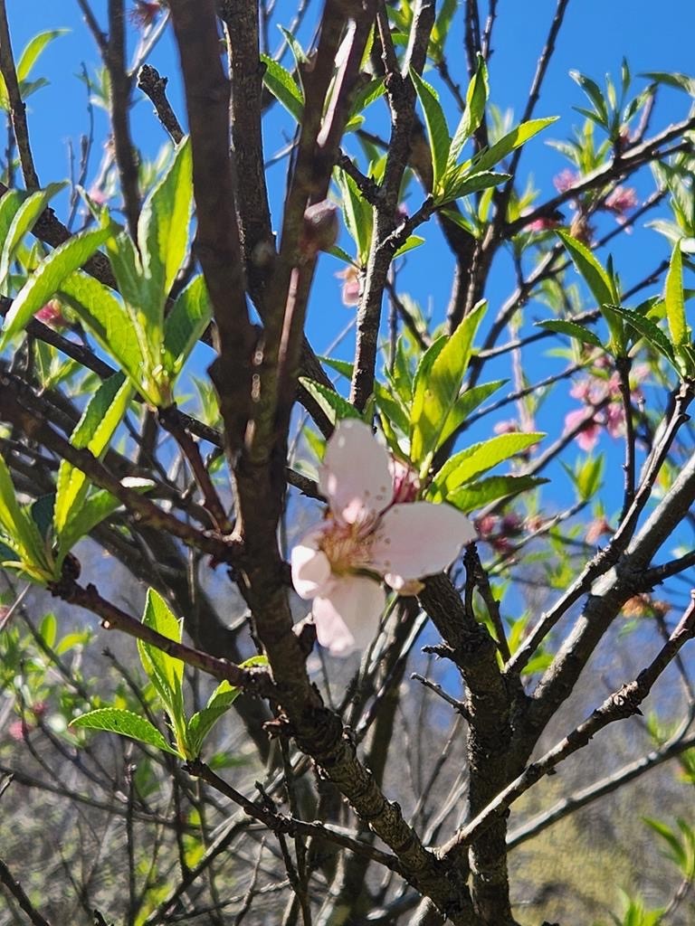 278 Aaron Pennington Ln Property Photo 69