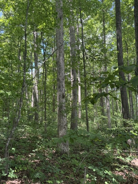 0 East Fork Ln Property Photo 4