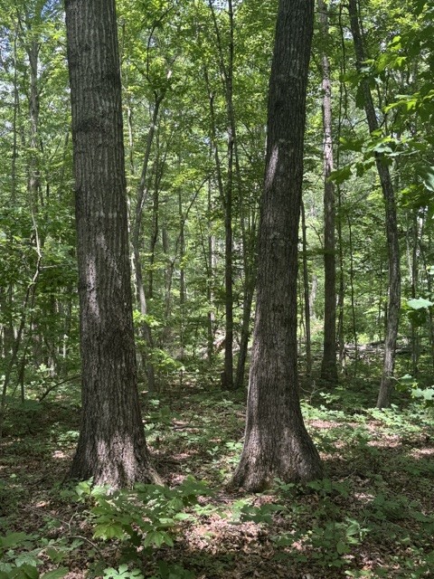 0 East Fork Ln Property Photo 9