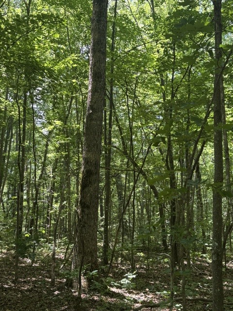 0 East Fork Ln Property Photo 14