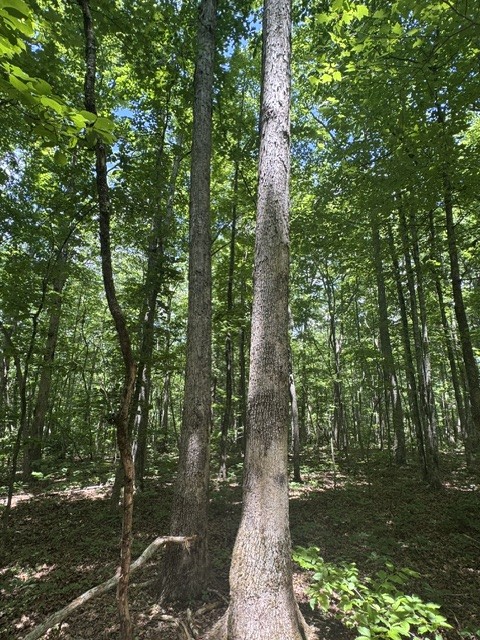 0 East Fork Ln Property Photo 15