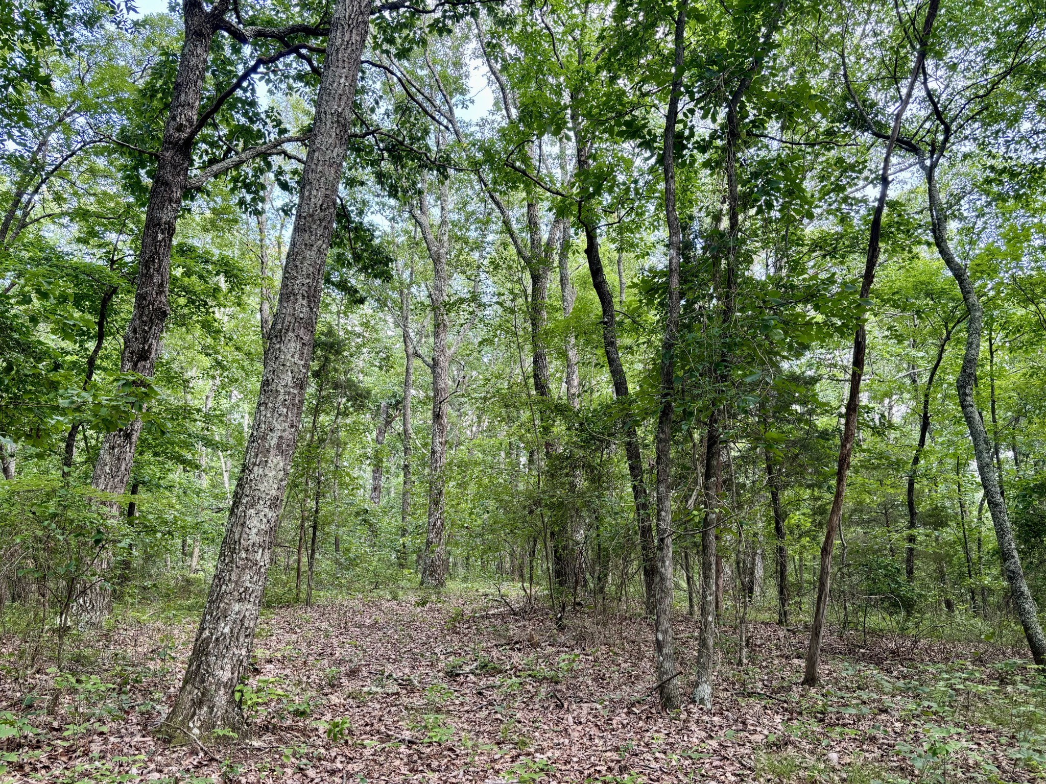 0 Harrison Ferry Rd Property Photo 12