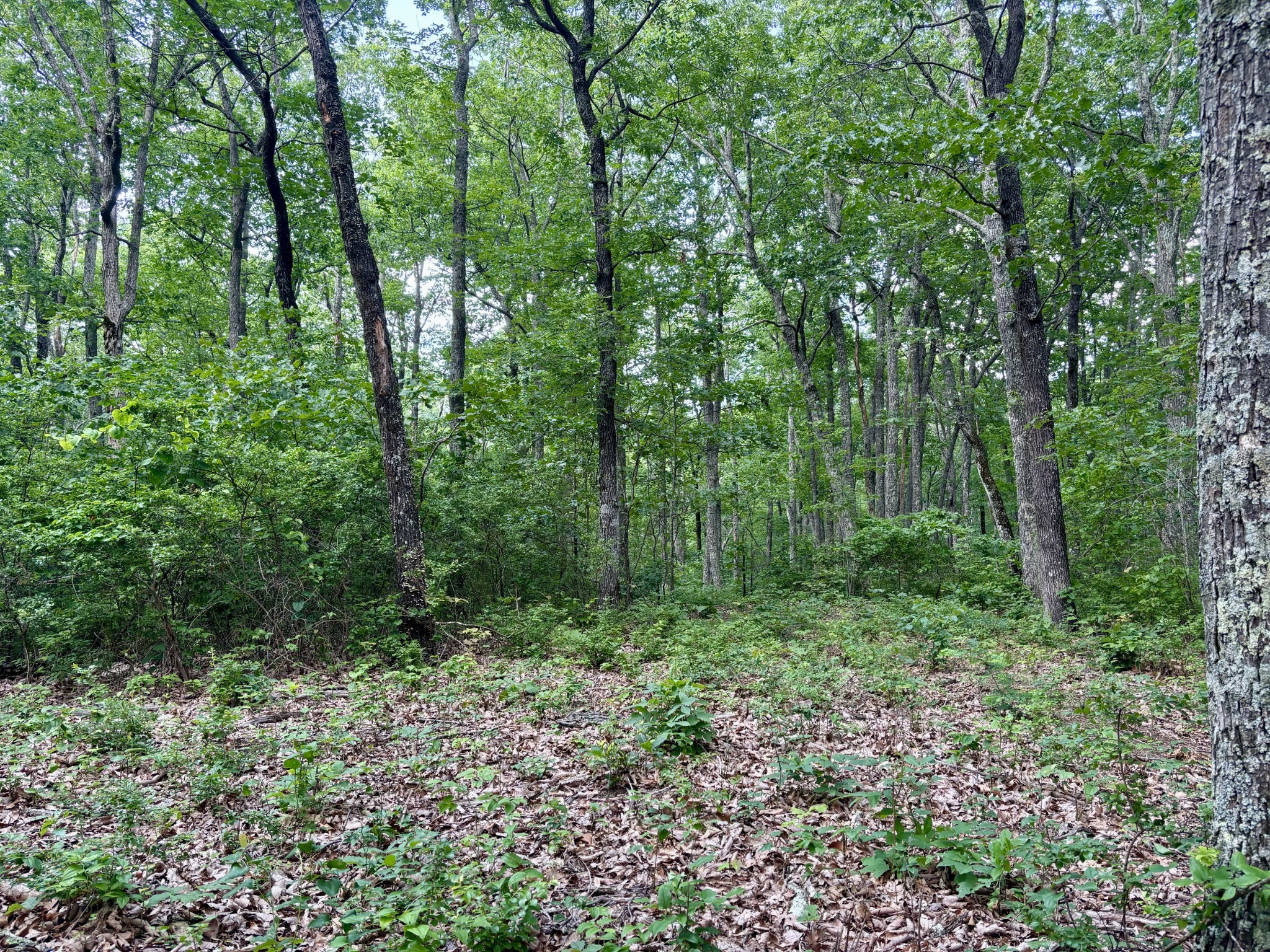 0 Harrison Ferry Rd Property Photo 14