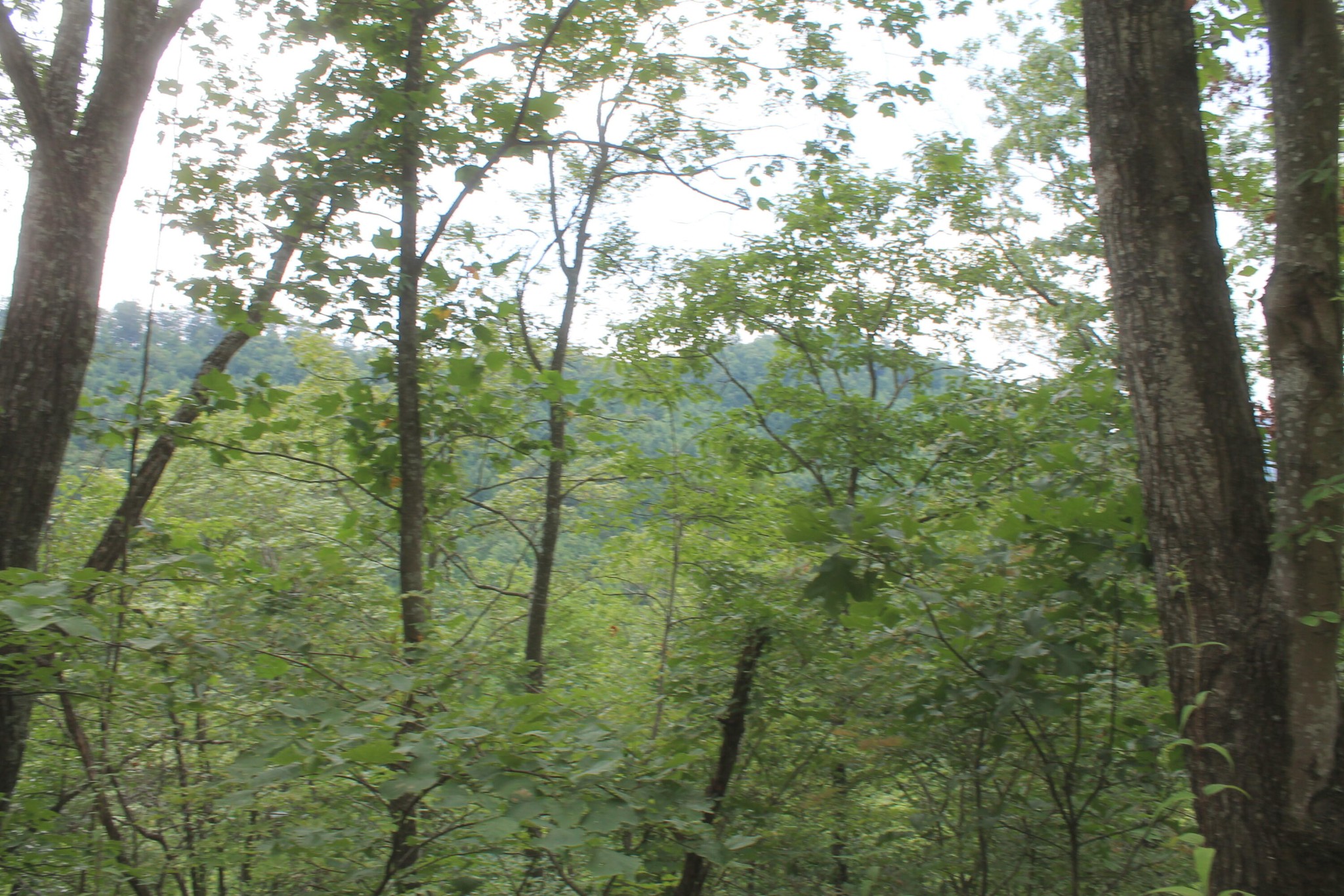 3 Straight Fork Road Property Photo 1