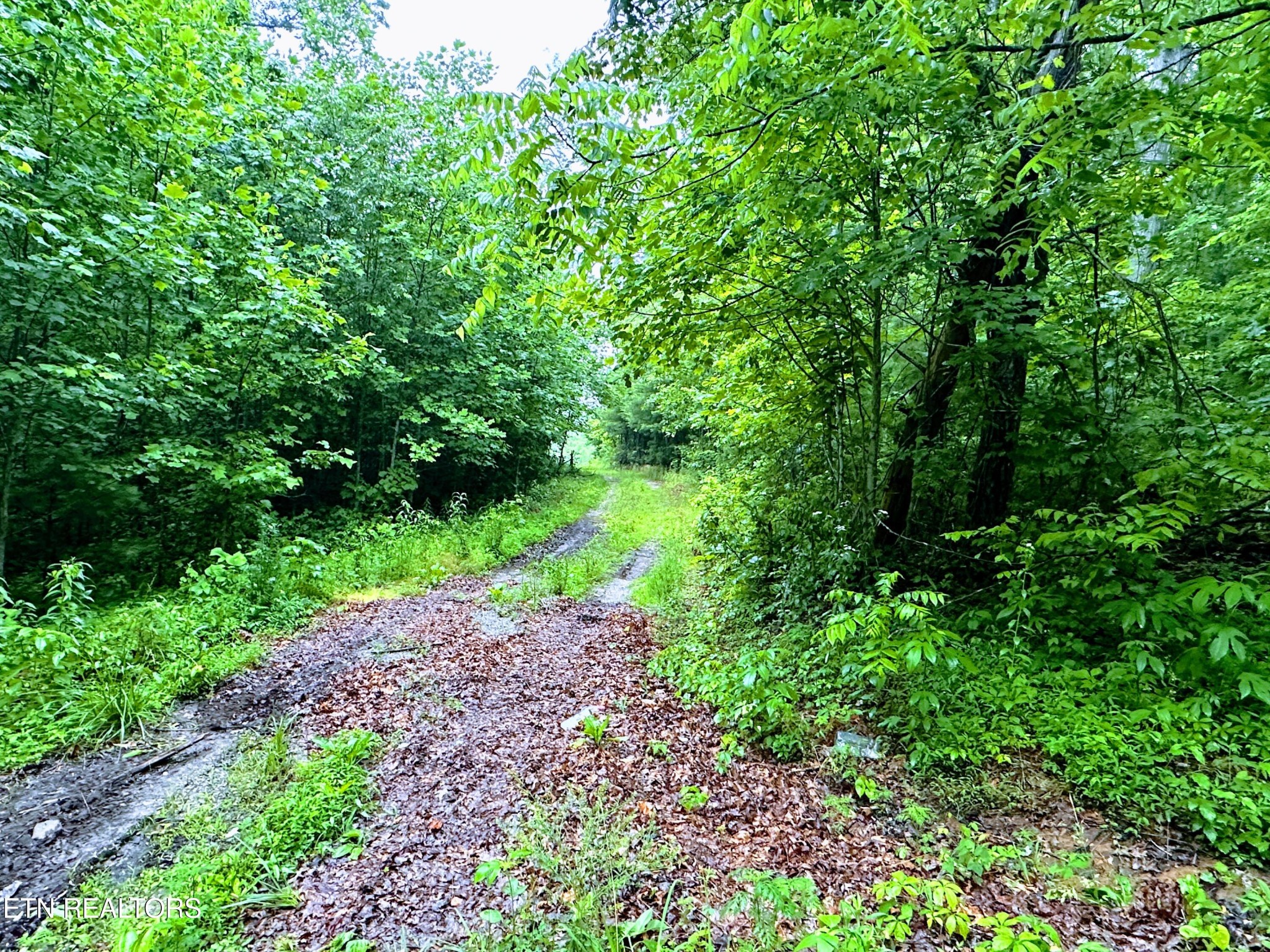1344 Chestnut Ridge Rd Property Photo 7