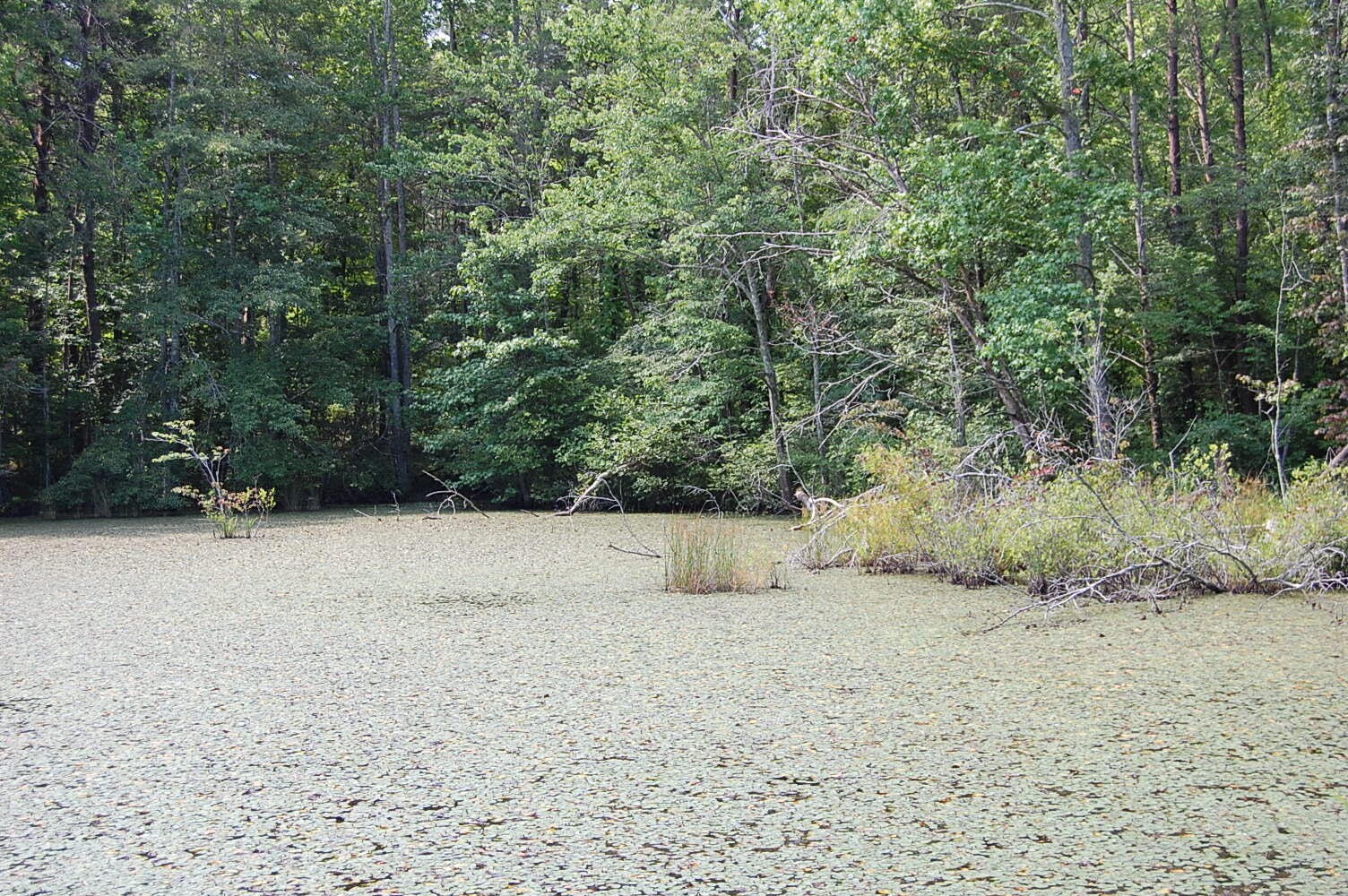 57 Hugh Allison Road Property Photo 1