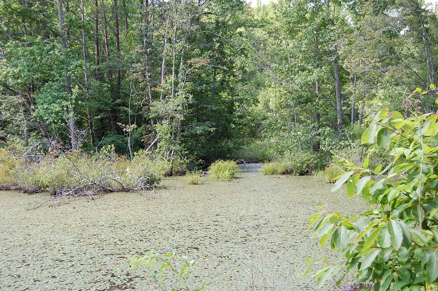 57 Hugh Allison Road Property Photo 2