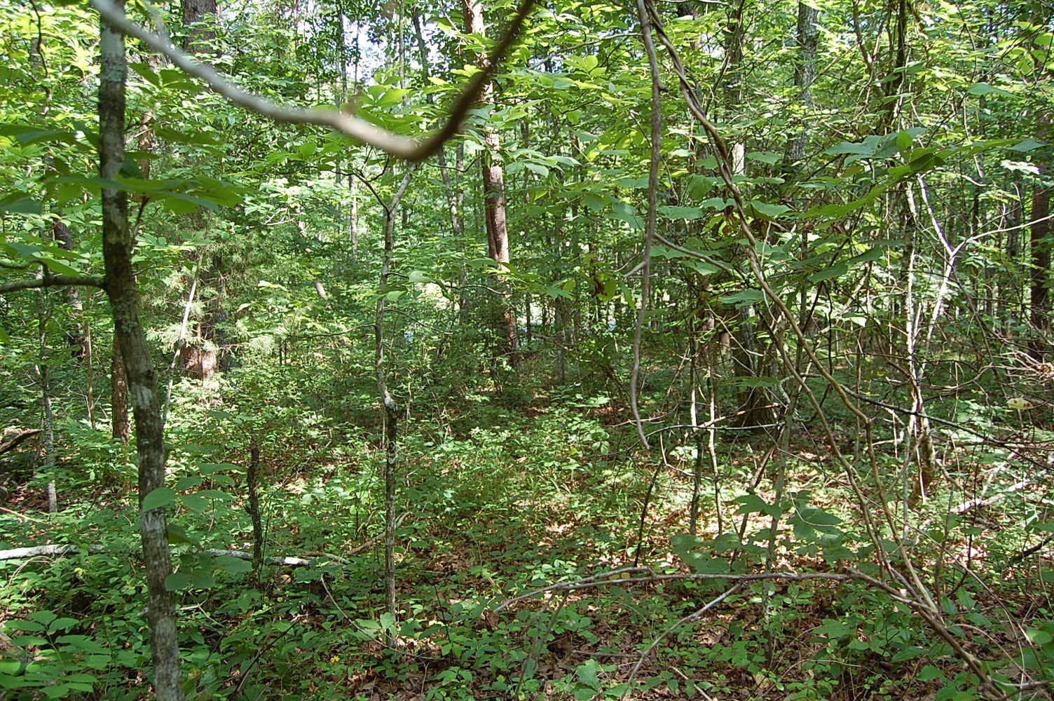 57 Hugh Allison Road Property Photo 10