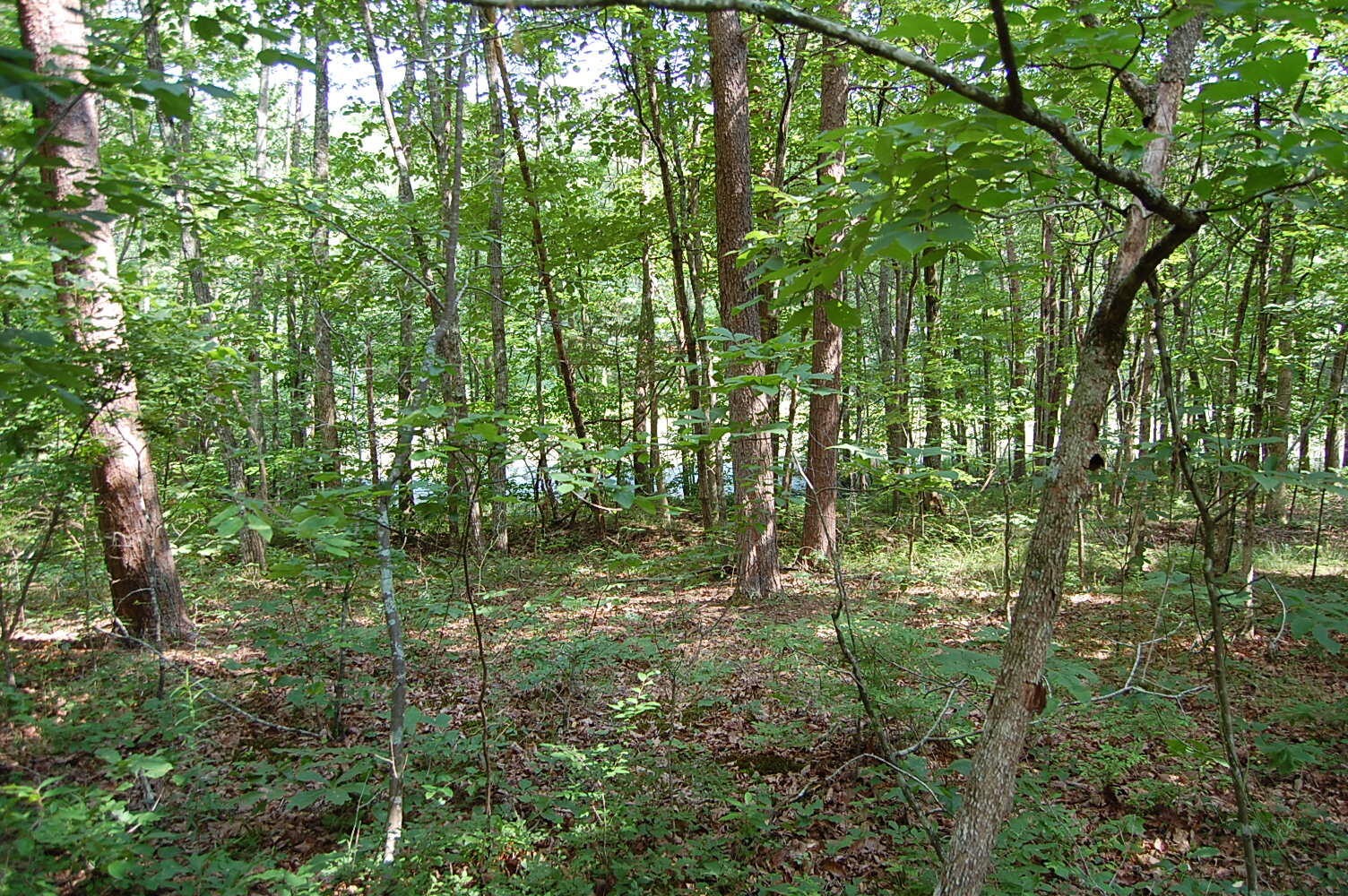 57 Hugh Allison Road Property Photo 13