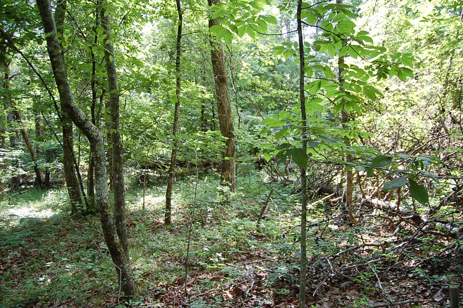 57 Hugh Allison Road Property Photo 16