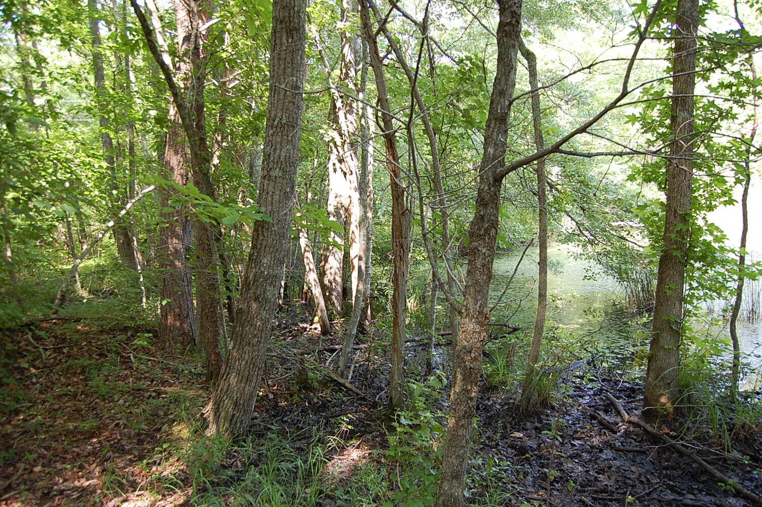 57 Hugh Allison Road Property Photo 20