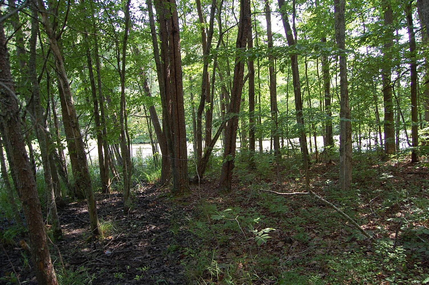 57 Hugh Allison Road Property Photo 24