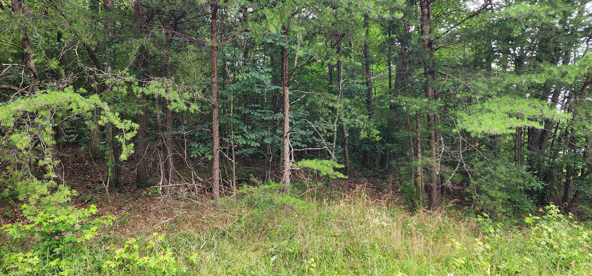 0 Sequatchie Mountain Rd Property Photo 2