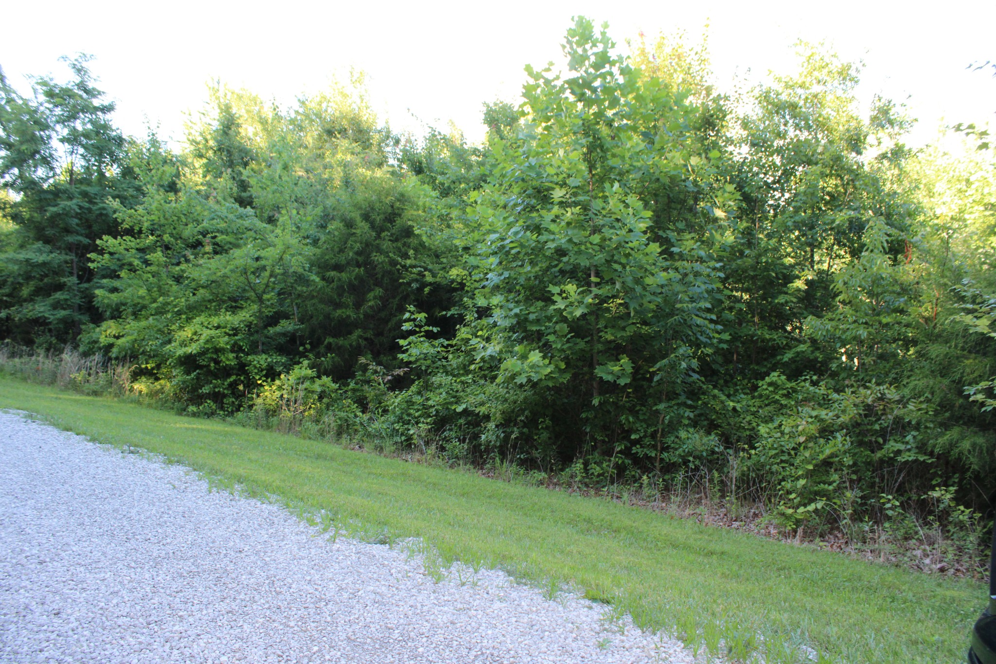 0 Bluff Line Property Photo 4