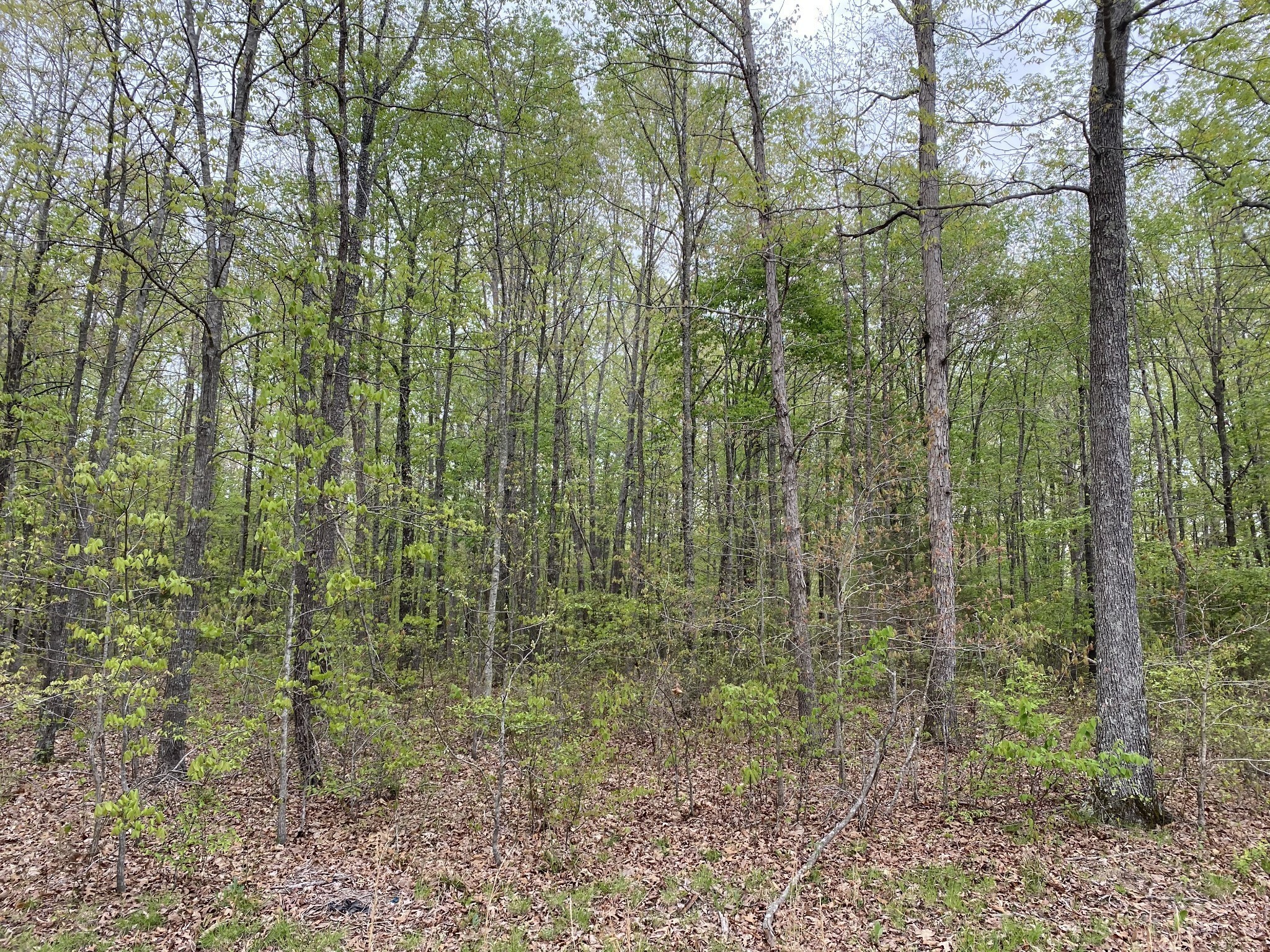 0 Eagle Loop Property Photo 2
