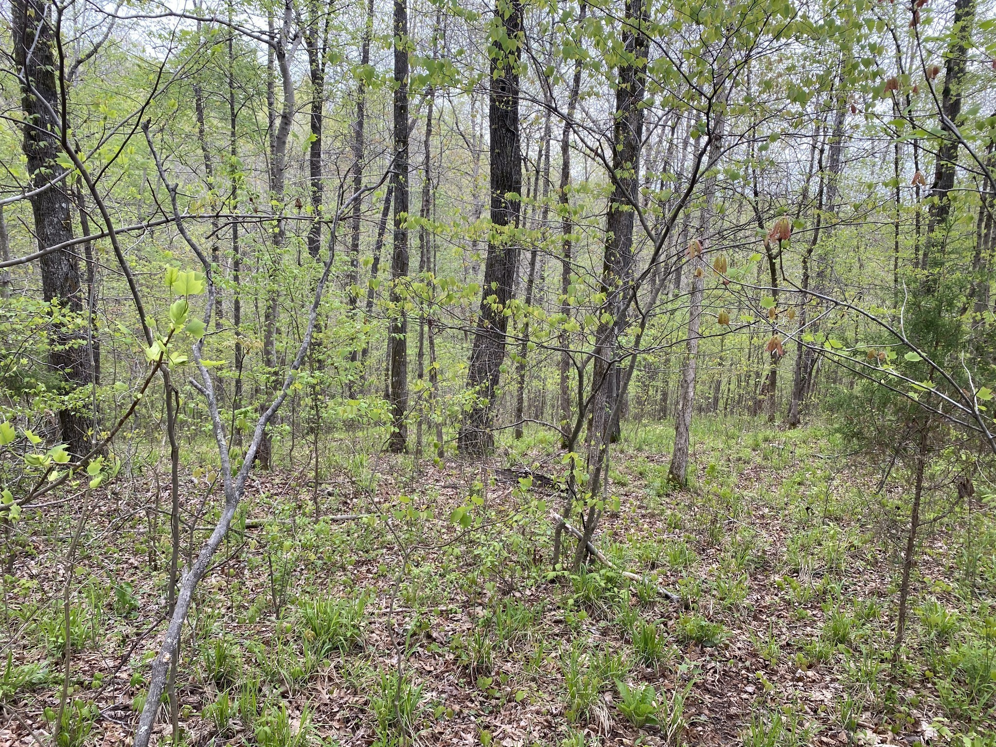 0 Eagle Loop Property Photo 3