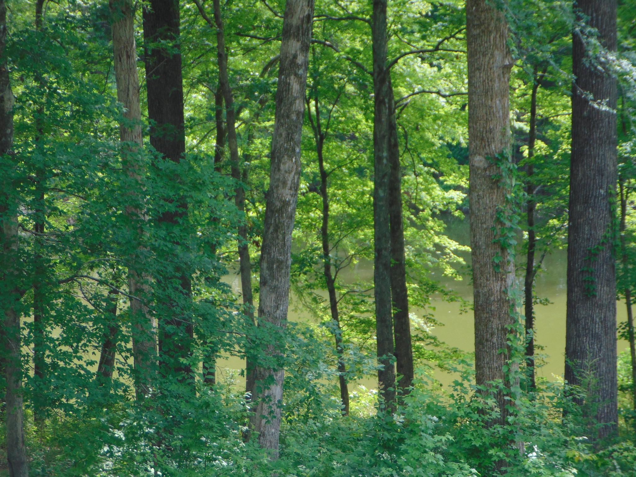 2997 Beech Creek Loop Property Photo 4