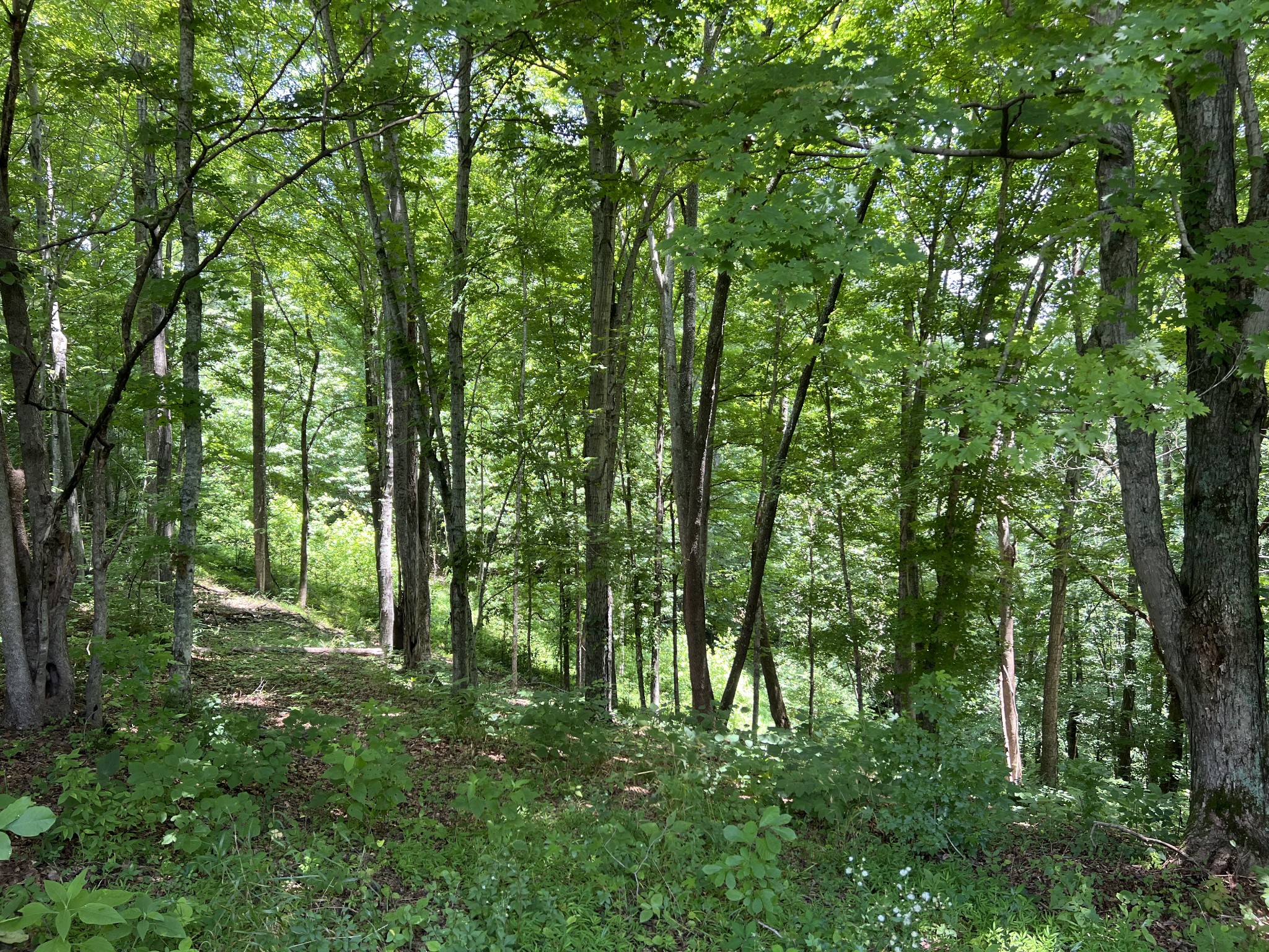 0 Lafever Ridge Rd Property Photo 2