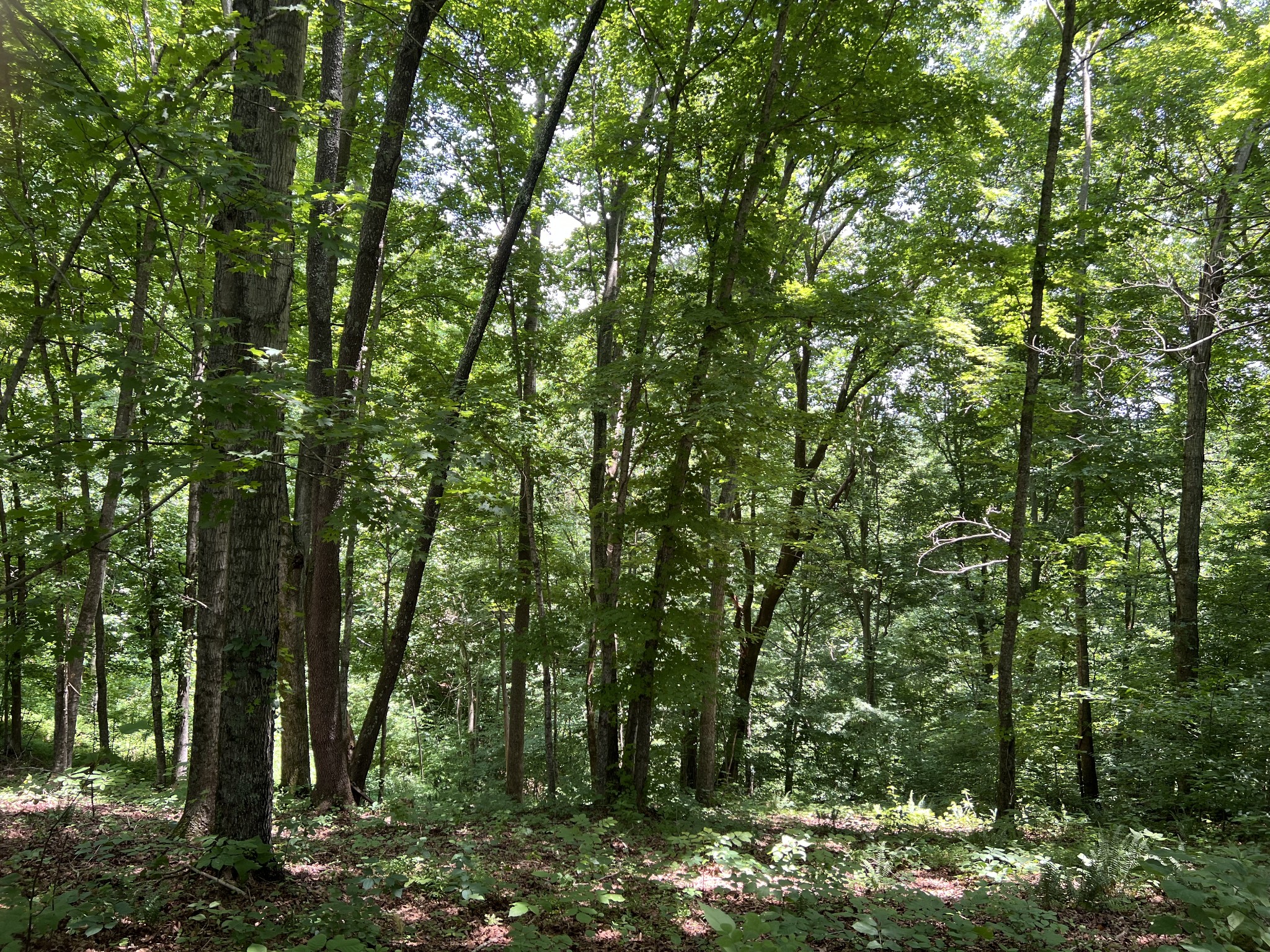 0 Lafever Ridge Rd Property Photo 3