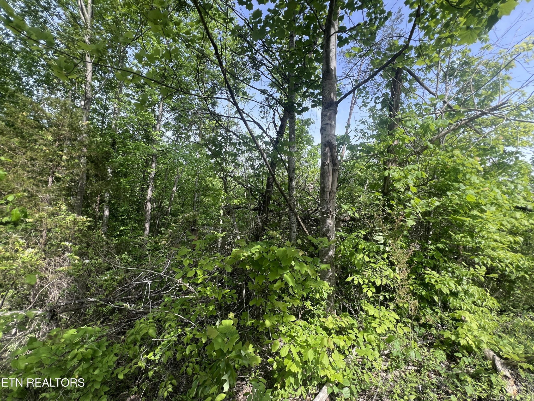 0 Big Hollow Rd Property Photo 2