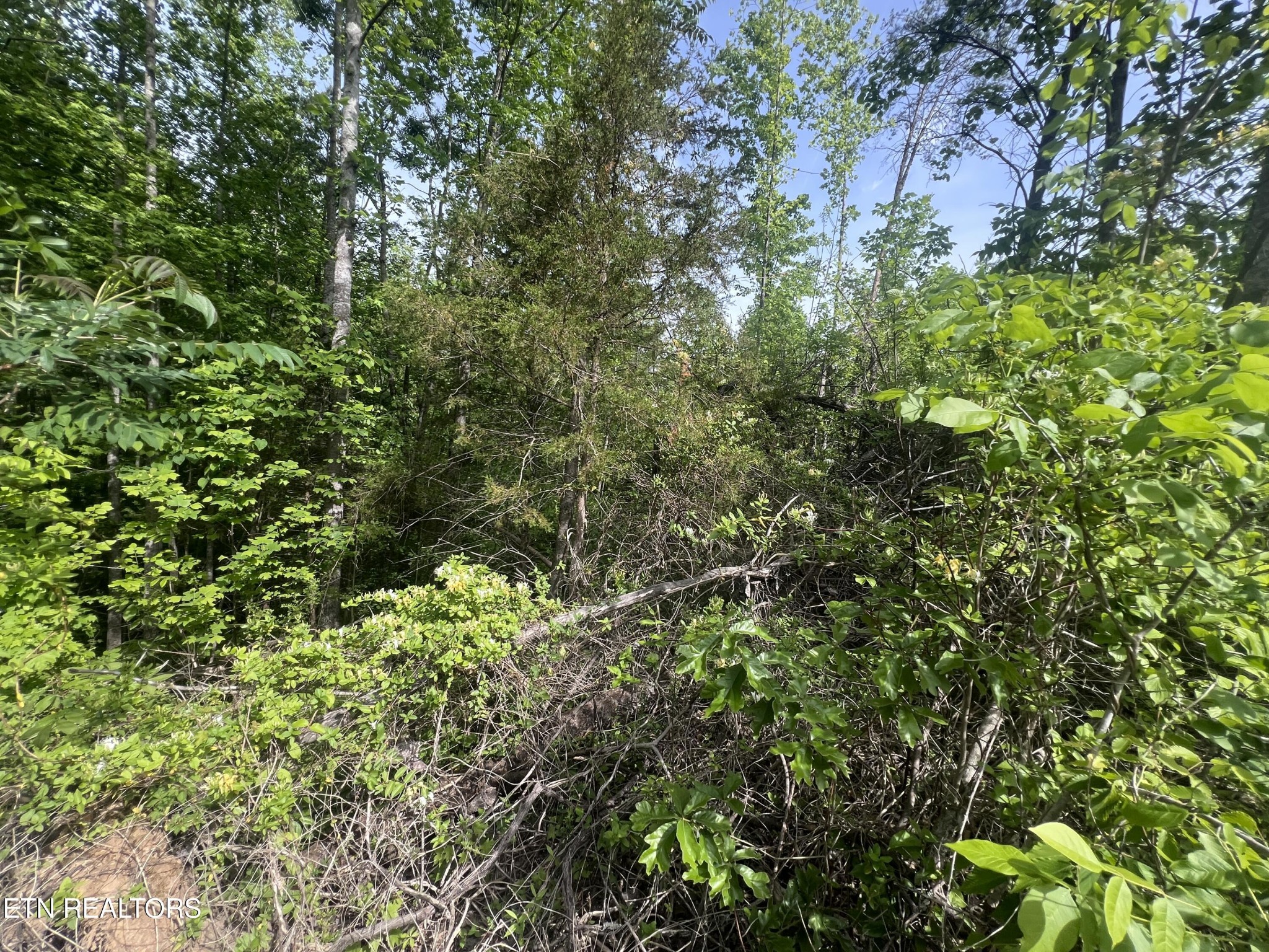 0 Big Hollow Rd Property Photo 3
