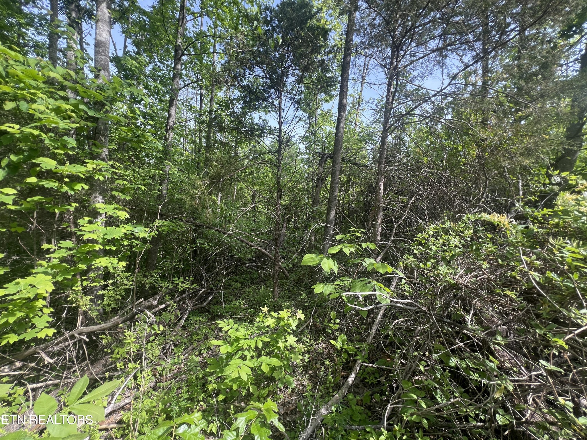 0 Big Hollow Rd Property Photo 4