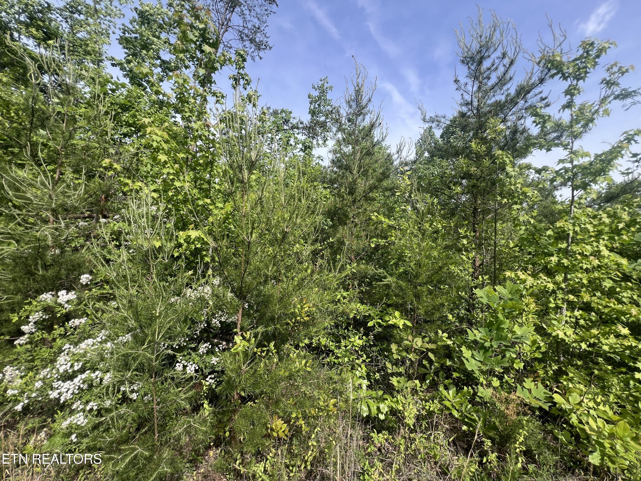 0 Big Hollow Rd Property Photo 8