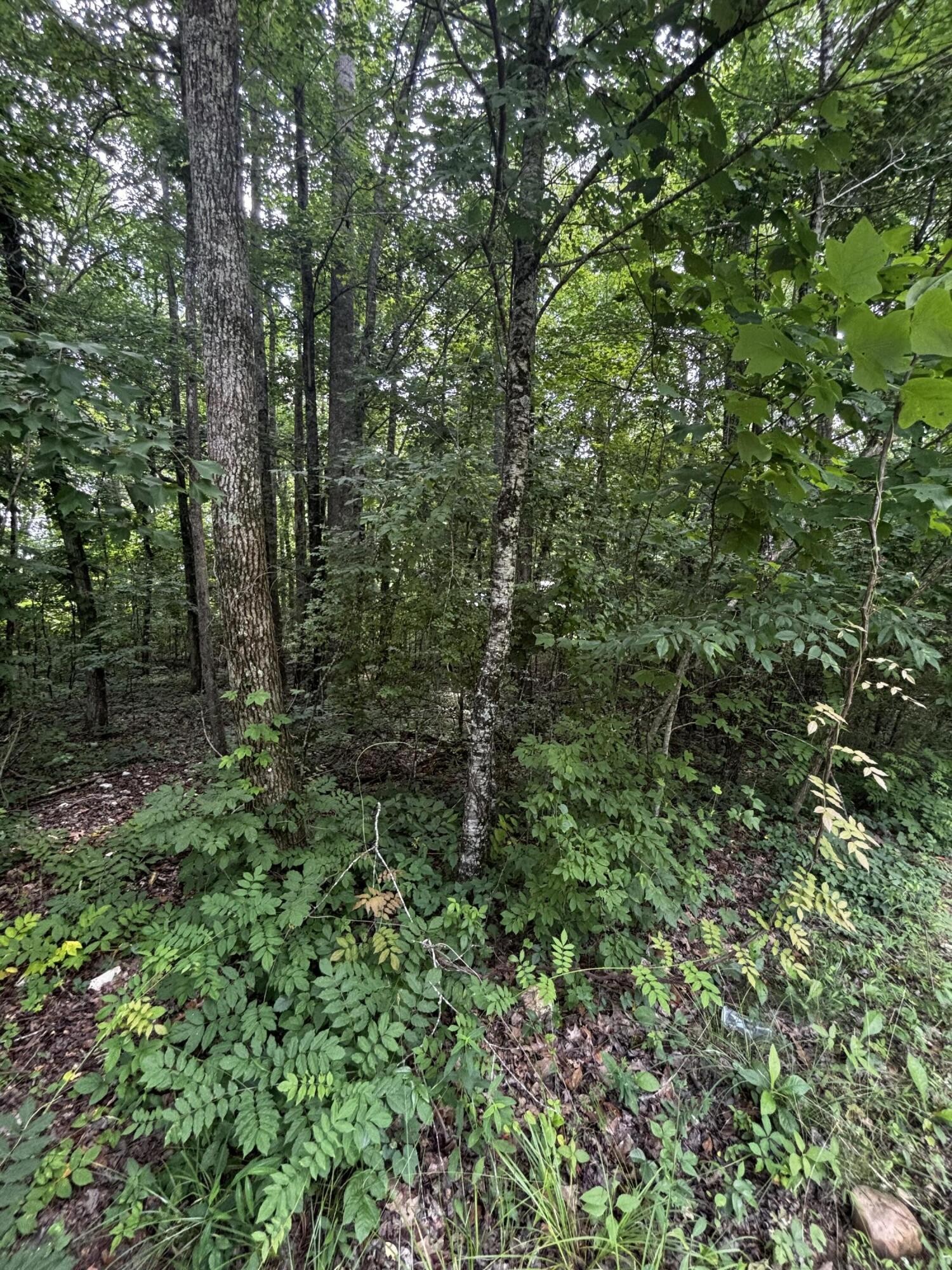 63 Sunset Bluff Way Property Photo 10