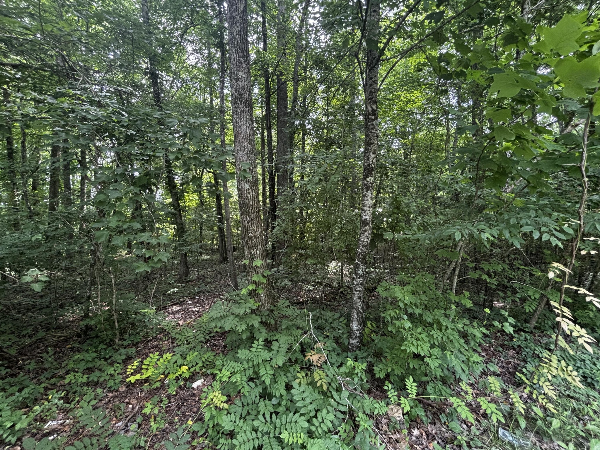 63 Sunset Bluff Way Property Photo 11