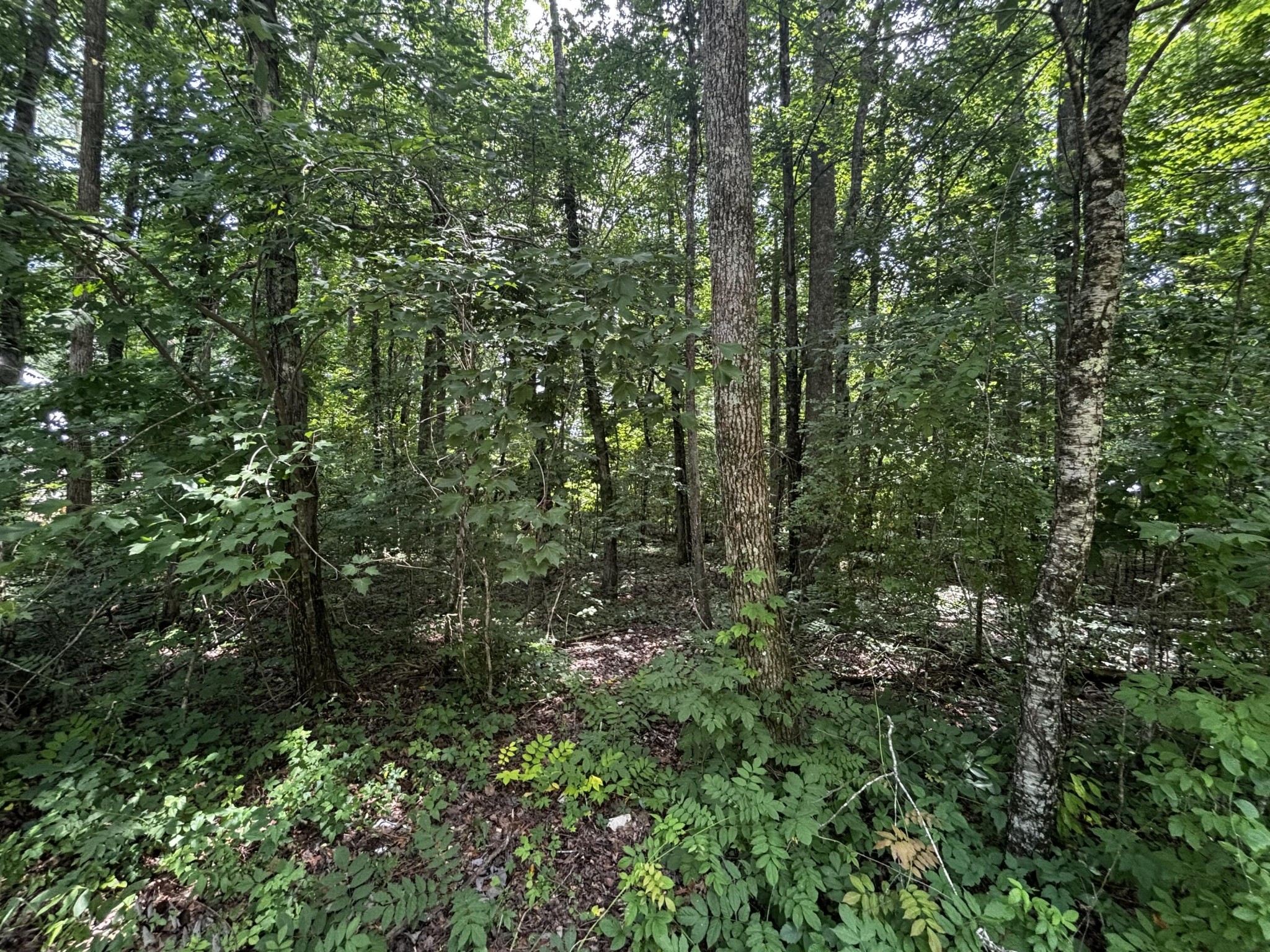 63 Sunset Bluff Way Property Photo 12